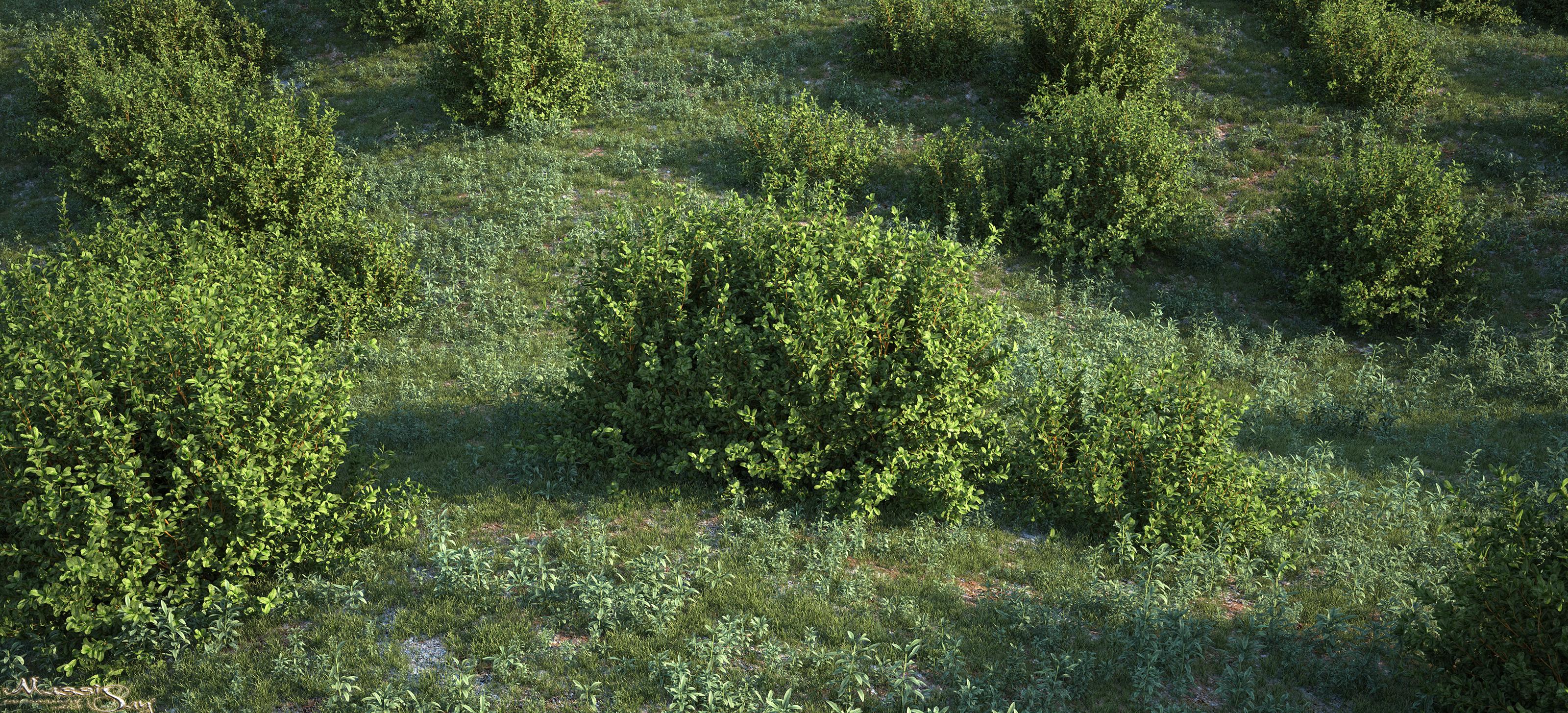 bushes and wild grasses - Gallery - Exlevel Forum