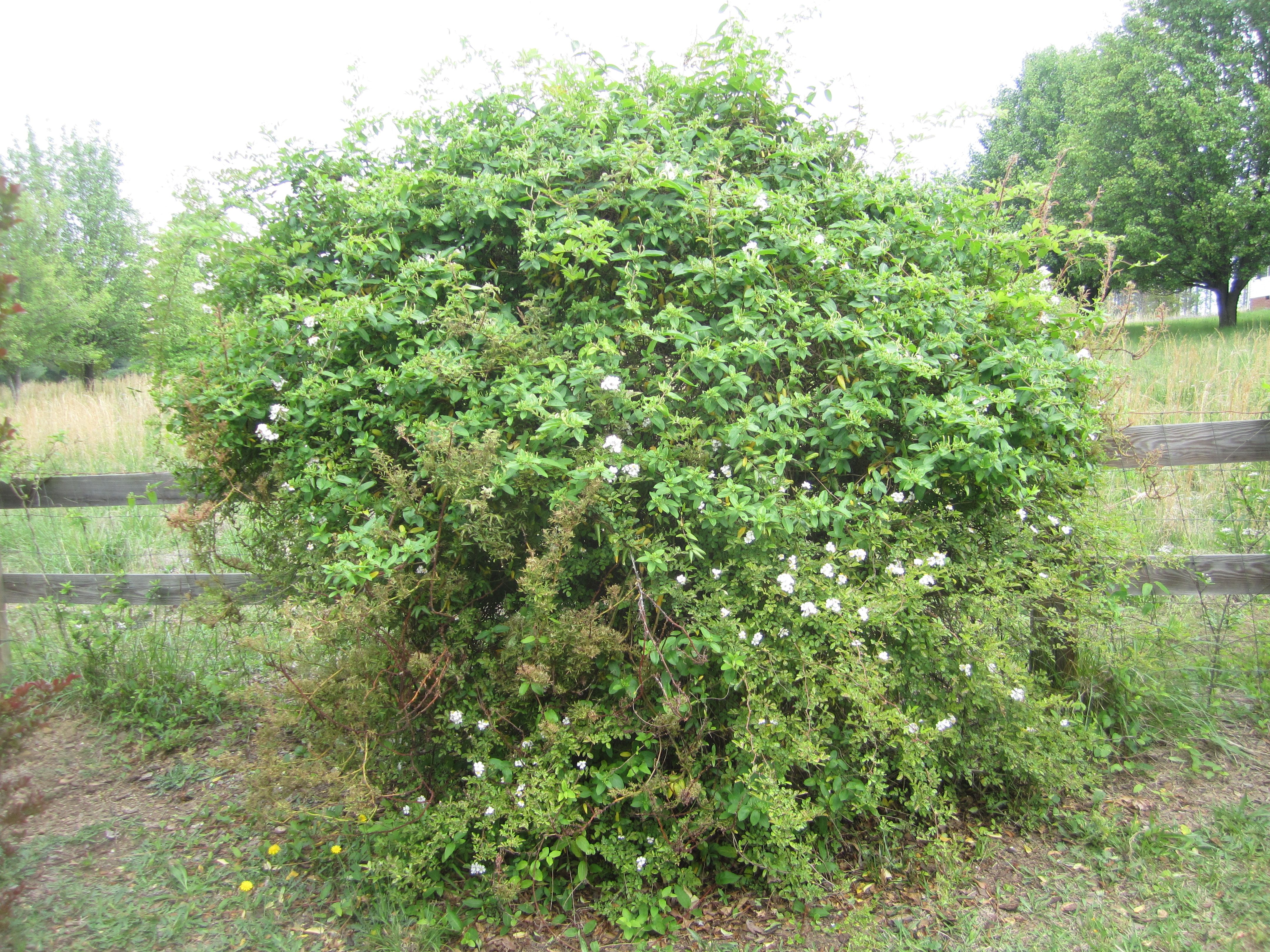 wild bushes shrubs | Bushes, Shrubs and Plants | Pinterest | Shrub ...