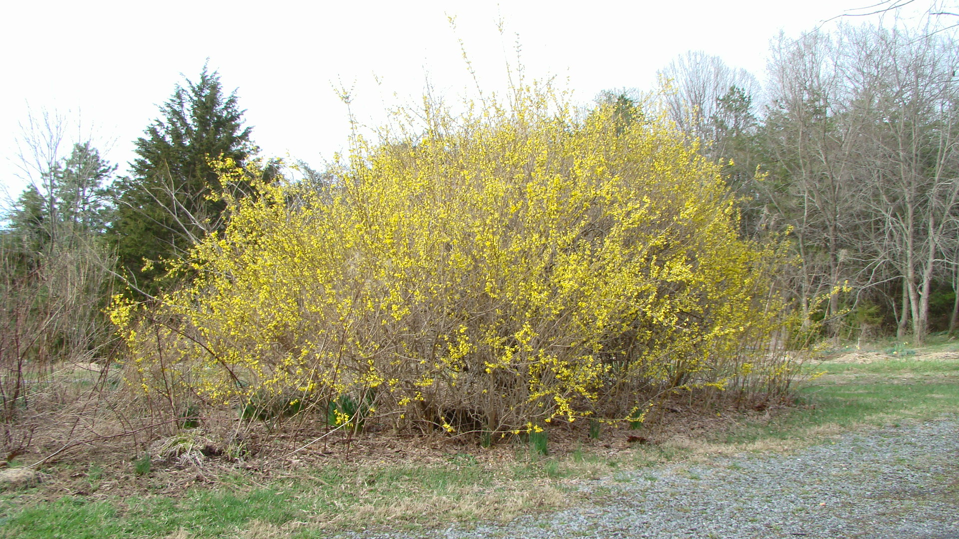 More Bushes and Shrubs Blooming in Shenandoah's March | Shenandoah ...