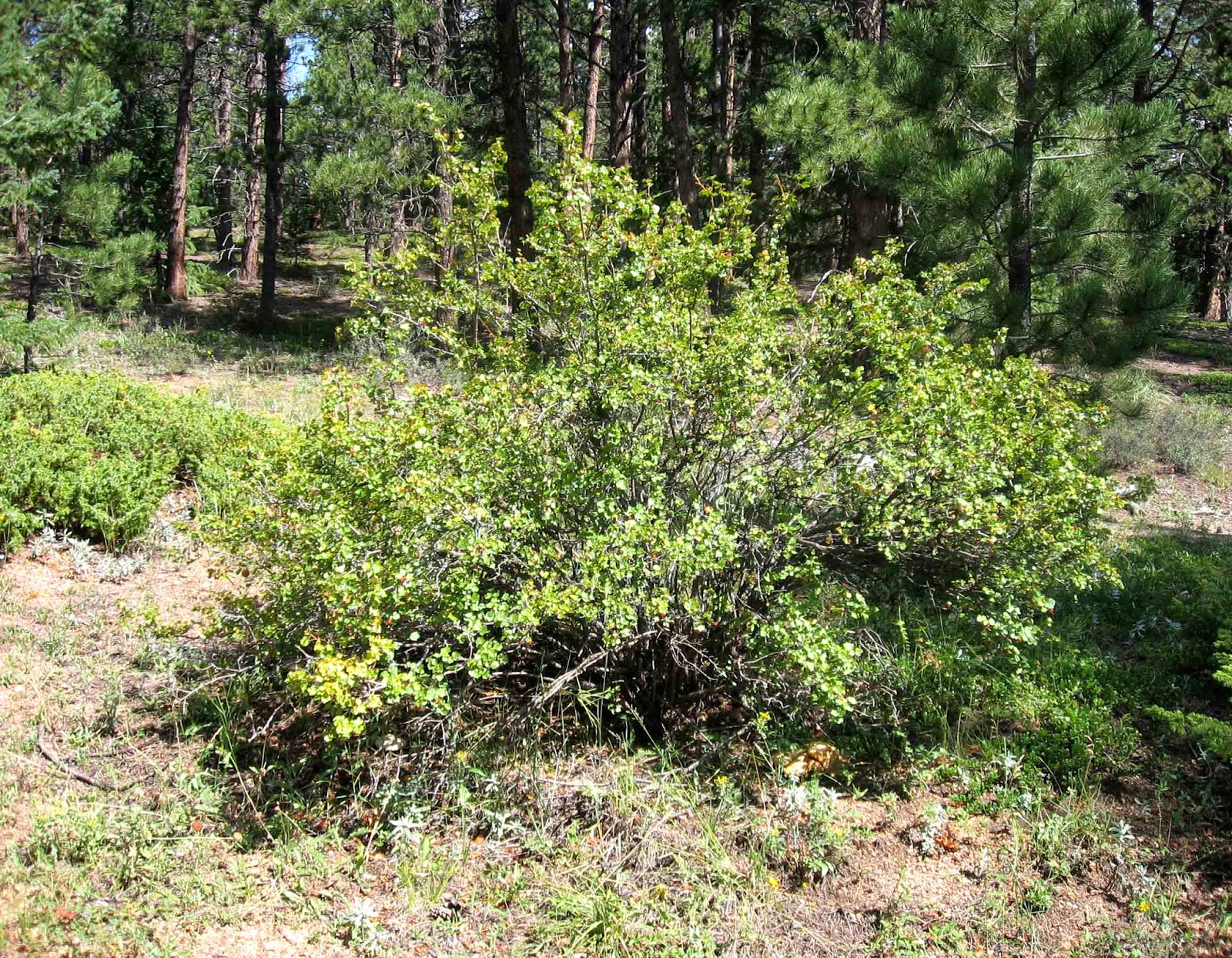 Rocky Mountain Bushcraft: Rocky Mountain Edible Plant Identification ...
