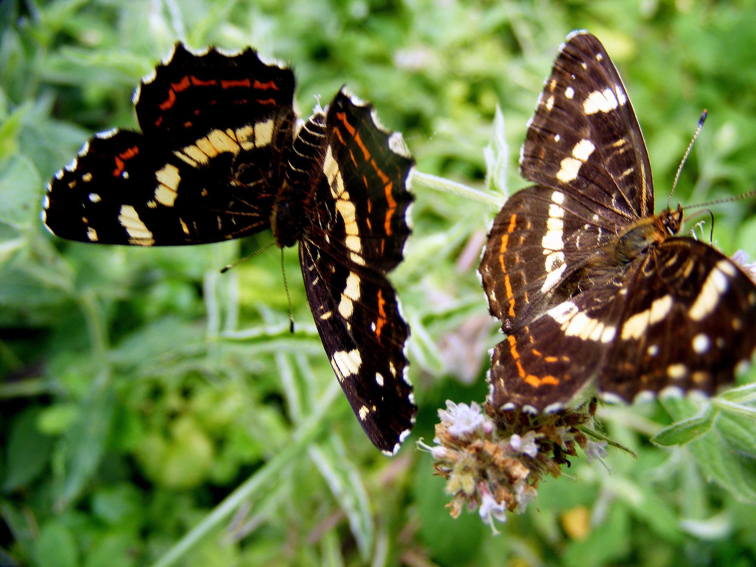 Wild butterflies photo