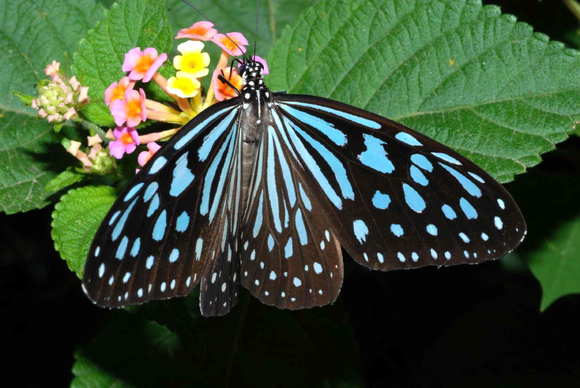 Wild butterfly photo