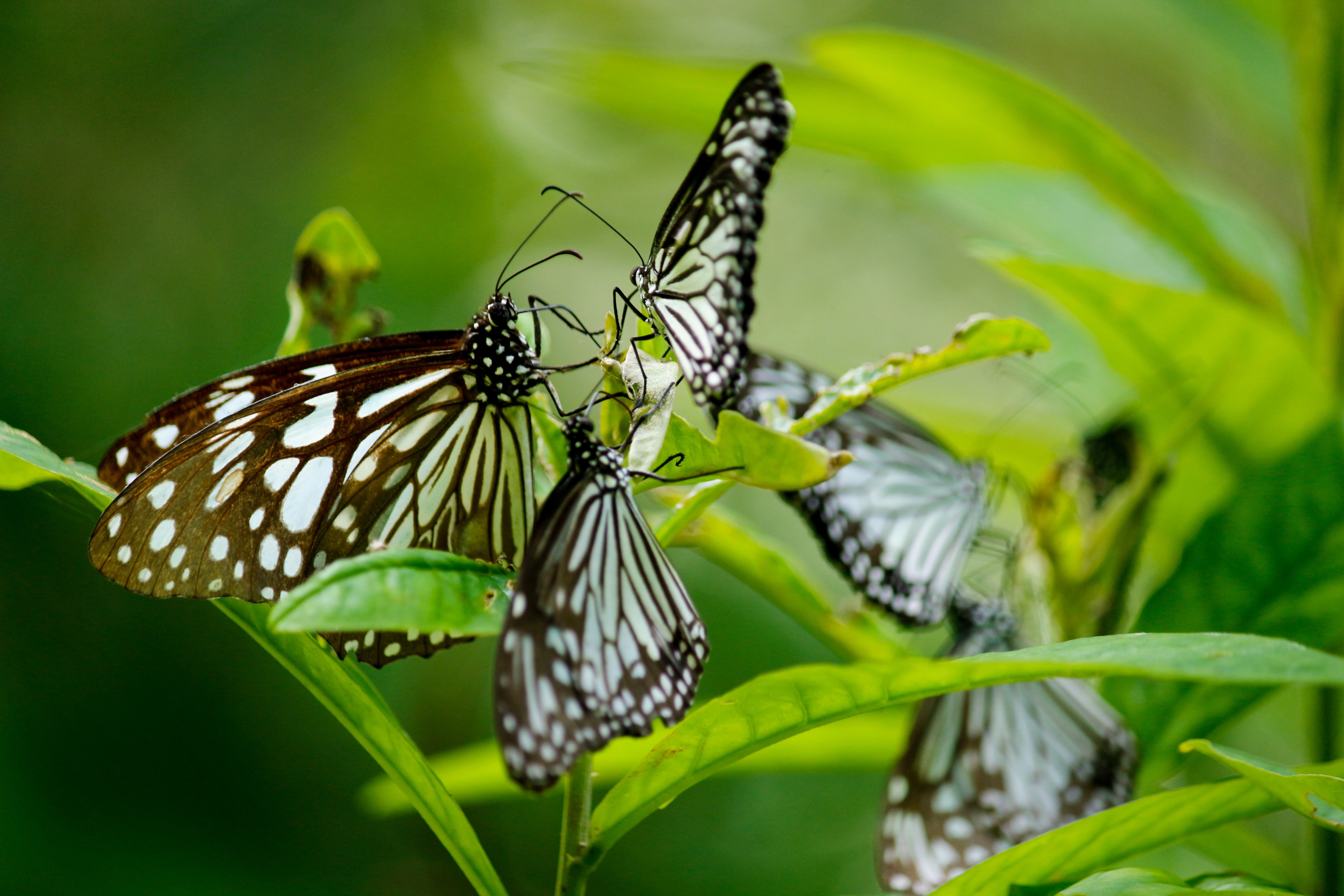 Free Images : blue tiger butterfly, butterfly group, lot of ...