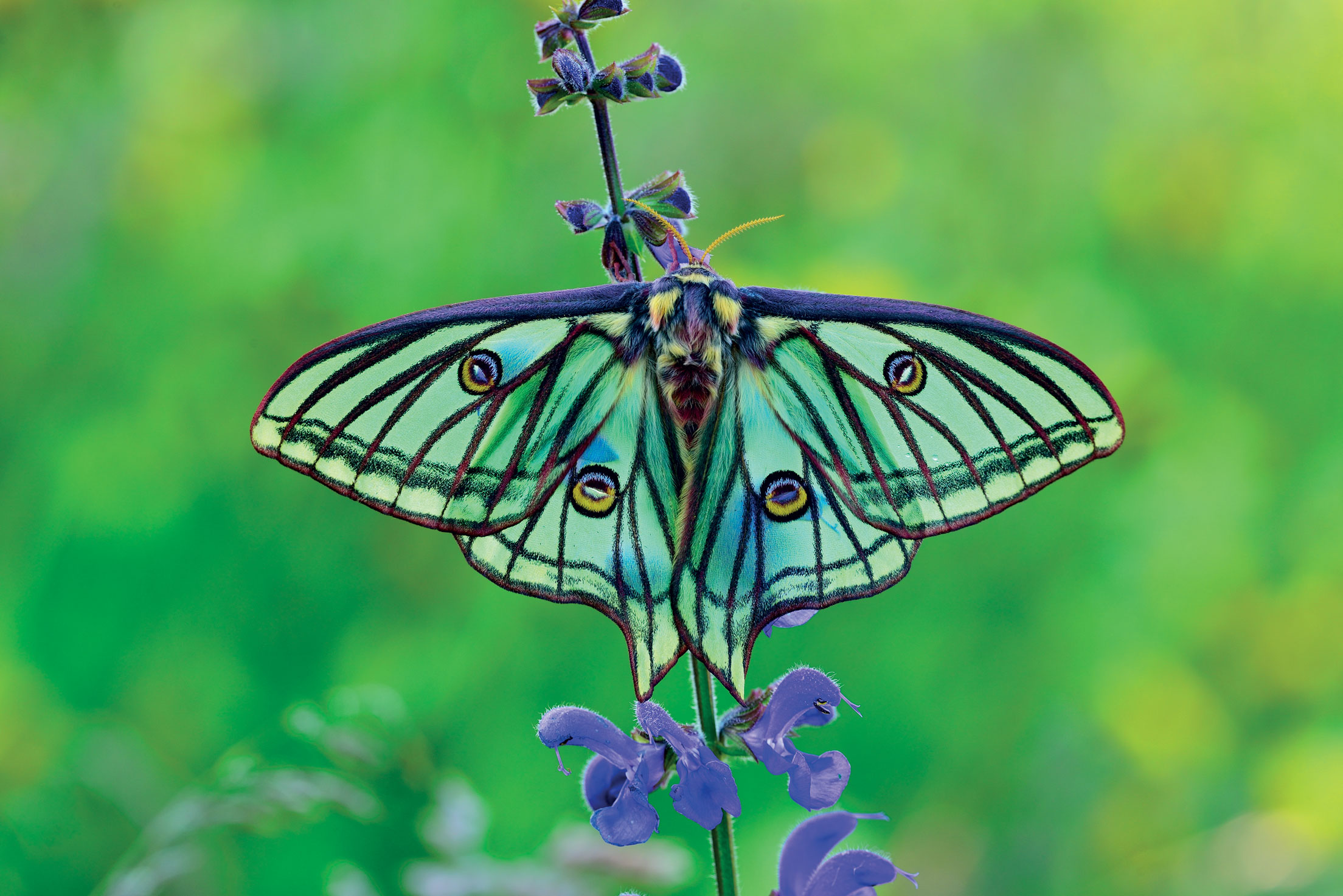 The Wild World of Butterflies | Sierra Club