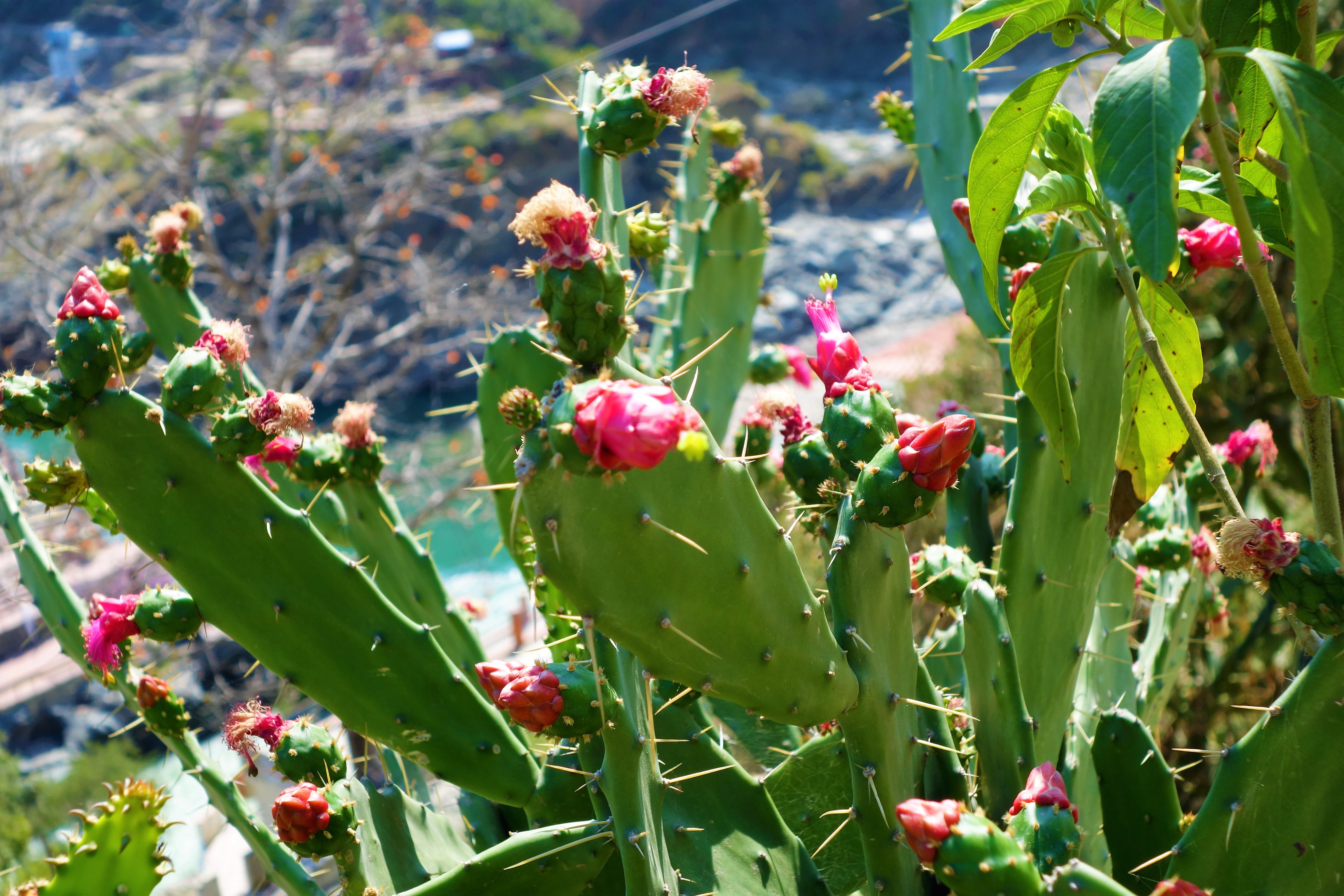 Wild cacti which flower-Himalayas | Widen Your Horizon
