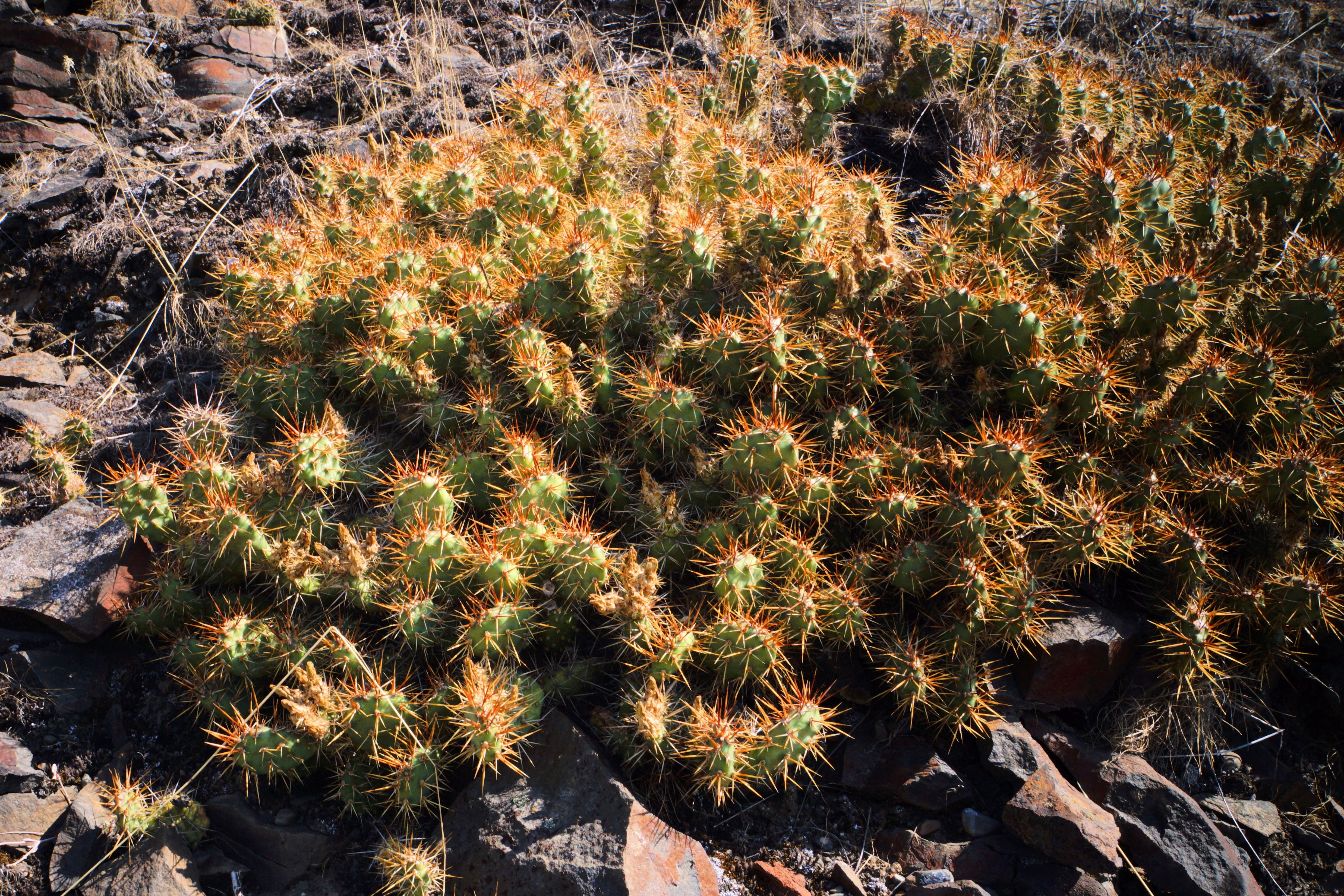 6 August 2014 – Wild Cactus Discovered in Spokane County | Bill's ...