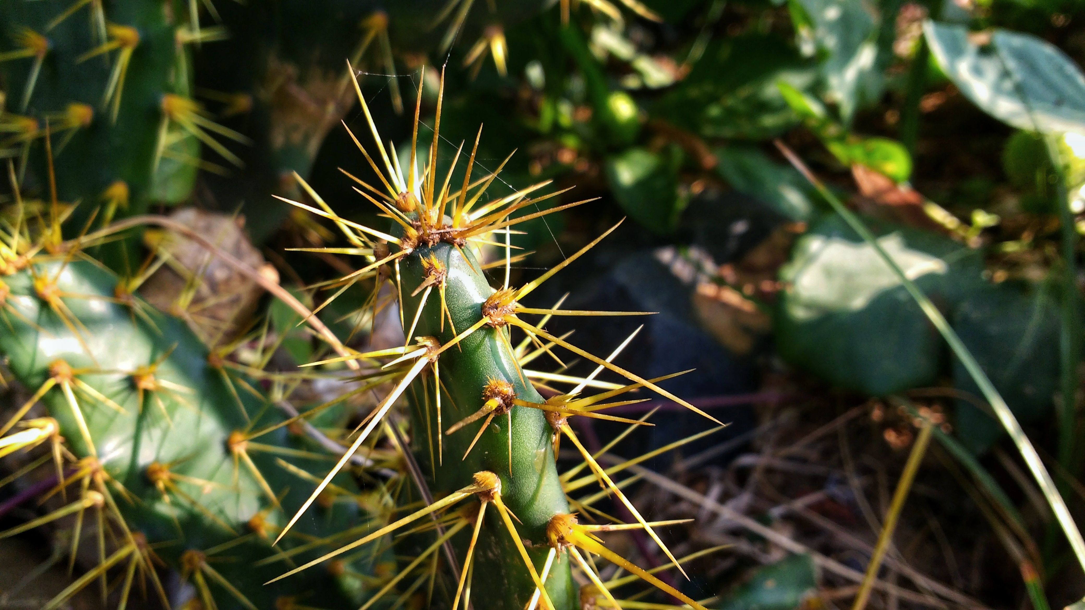 Macrophotography ~ Wild Cactus with Large Sharp Spike — Steemit