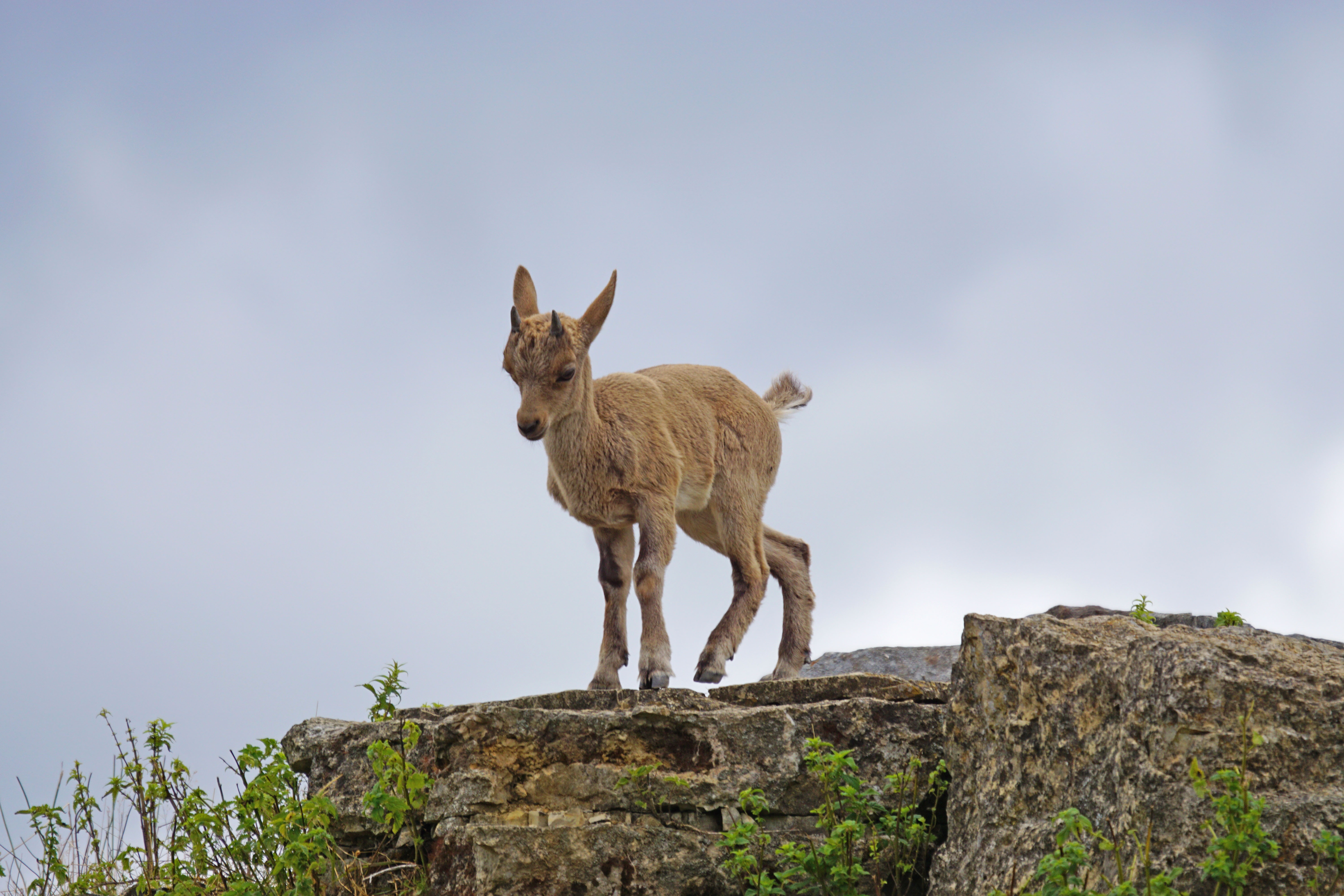 Free Images : wildlife, mammal, fauna, climb, goats, vertebrate ...