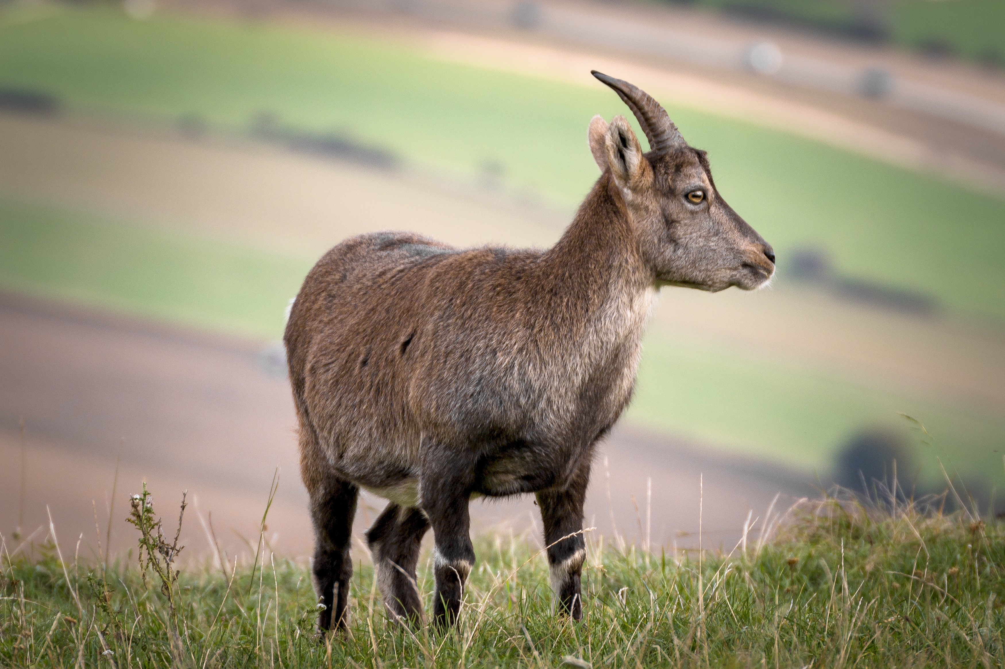 Free Images : nature, grass, meadow, wildlife, goat, horn, pasture ...