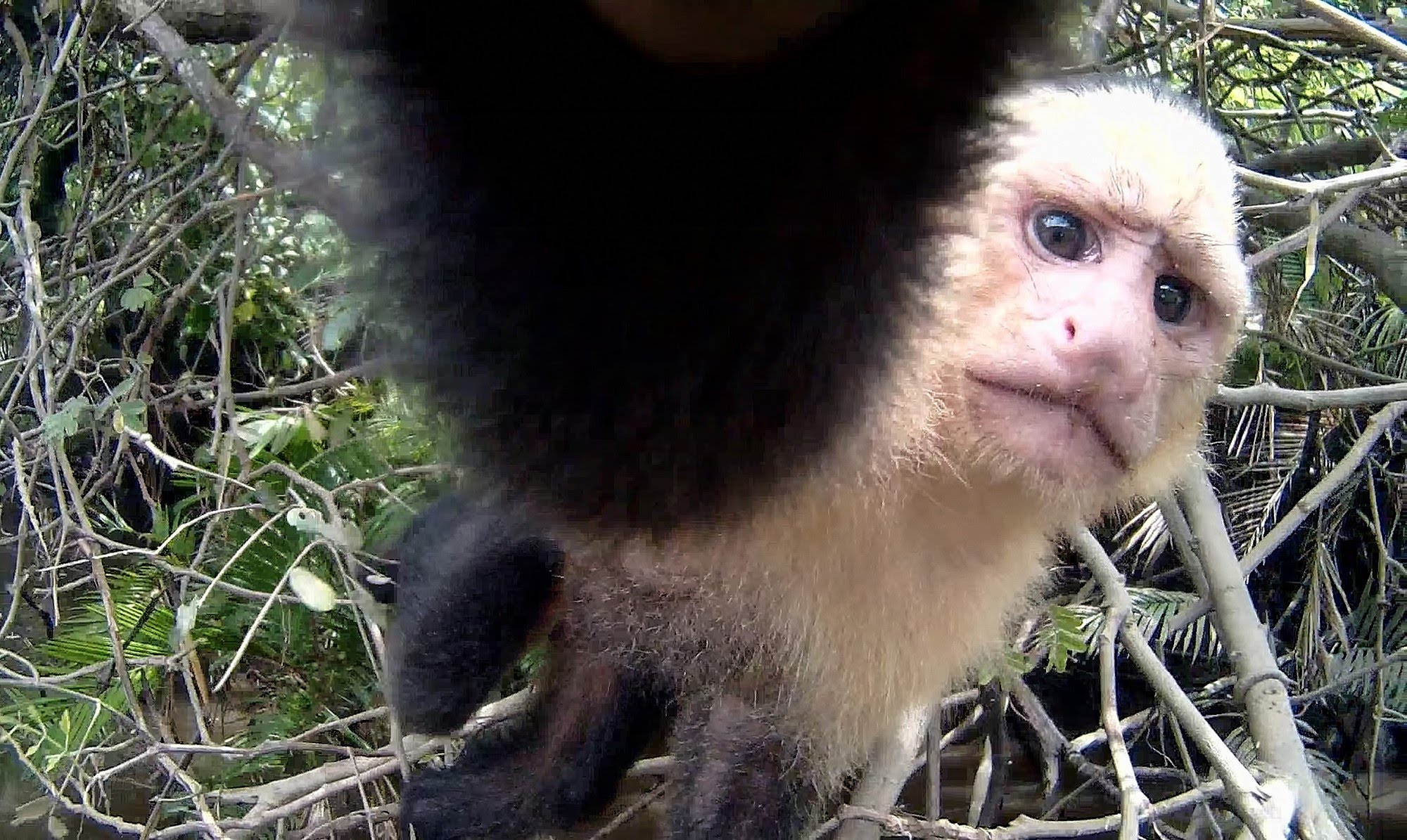 Polaroid Action HD: Wild Capuchin monkey grabs action camera! - YouTube