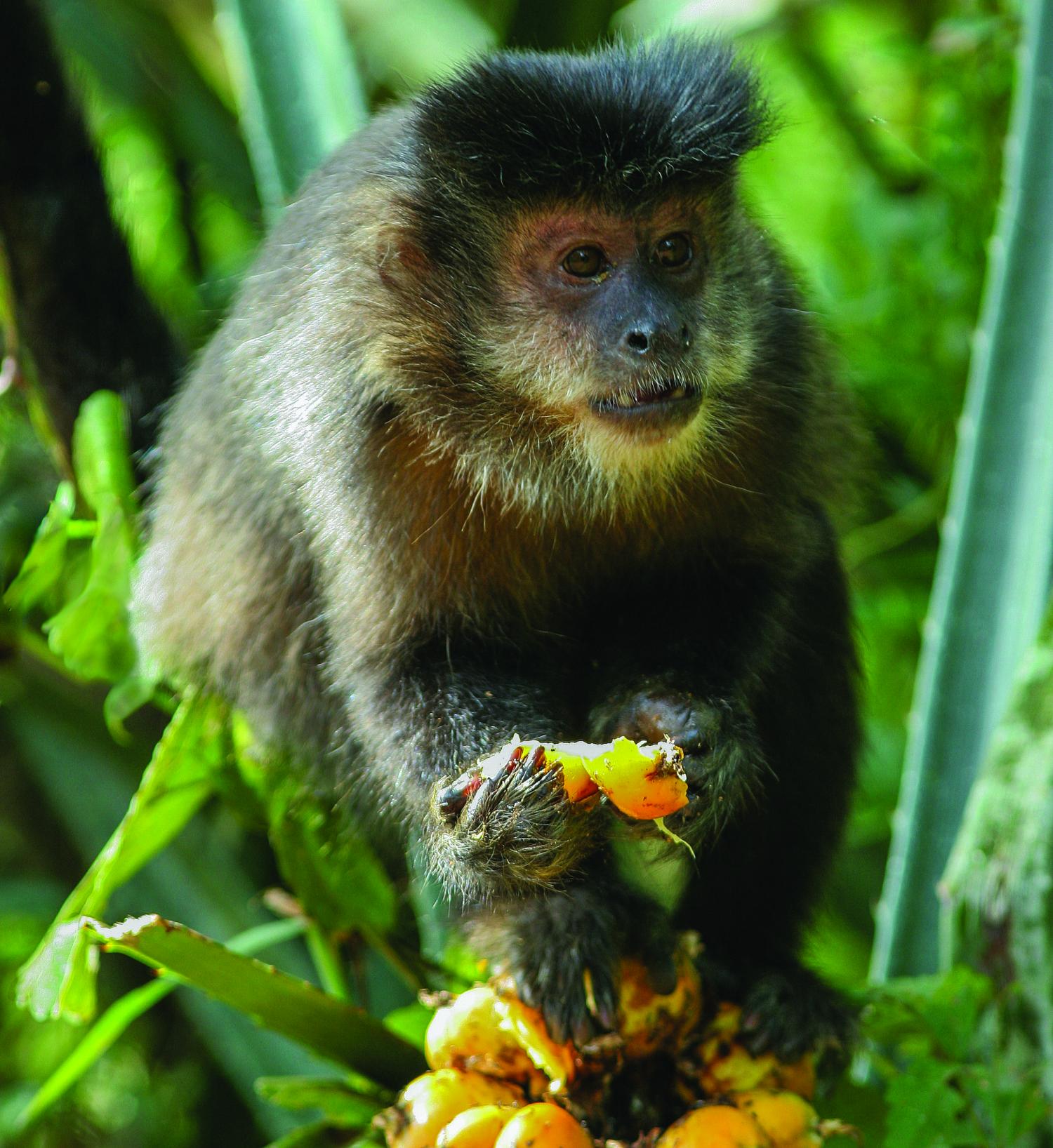 Wild capuchin monkeys found able to remember where and when their ...
