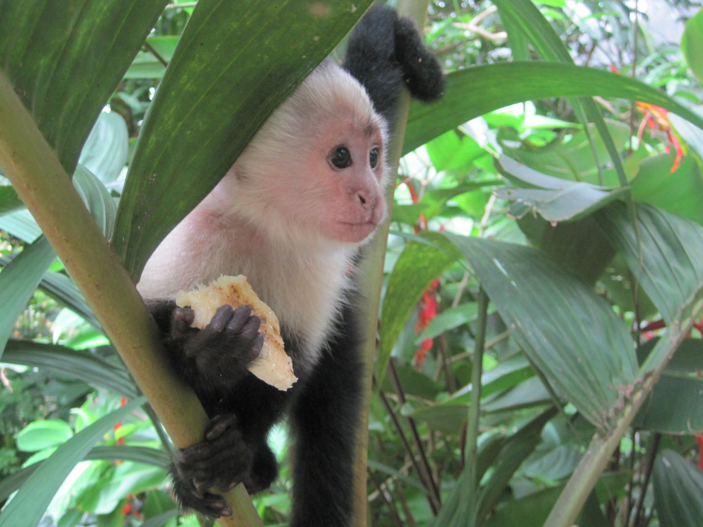 manolo-white-faced-capuchin-monkey-panama-boquete.jpg (2272×1704 ...