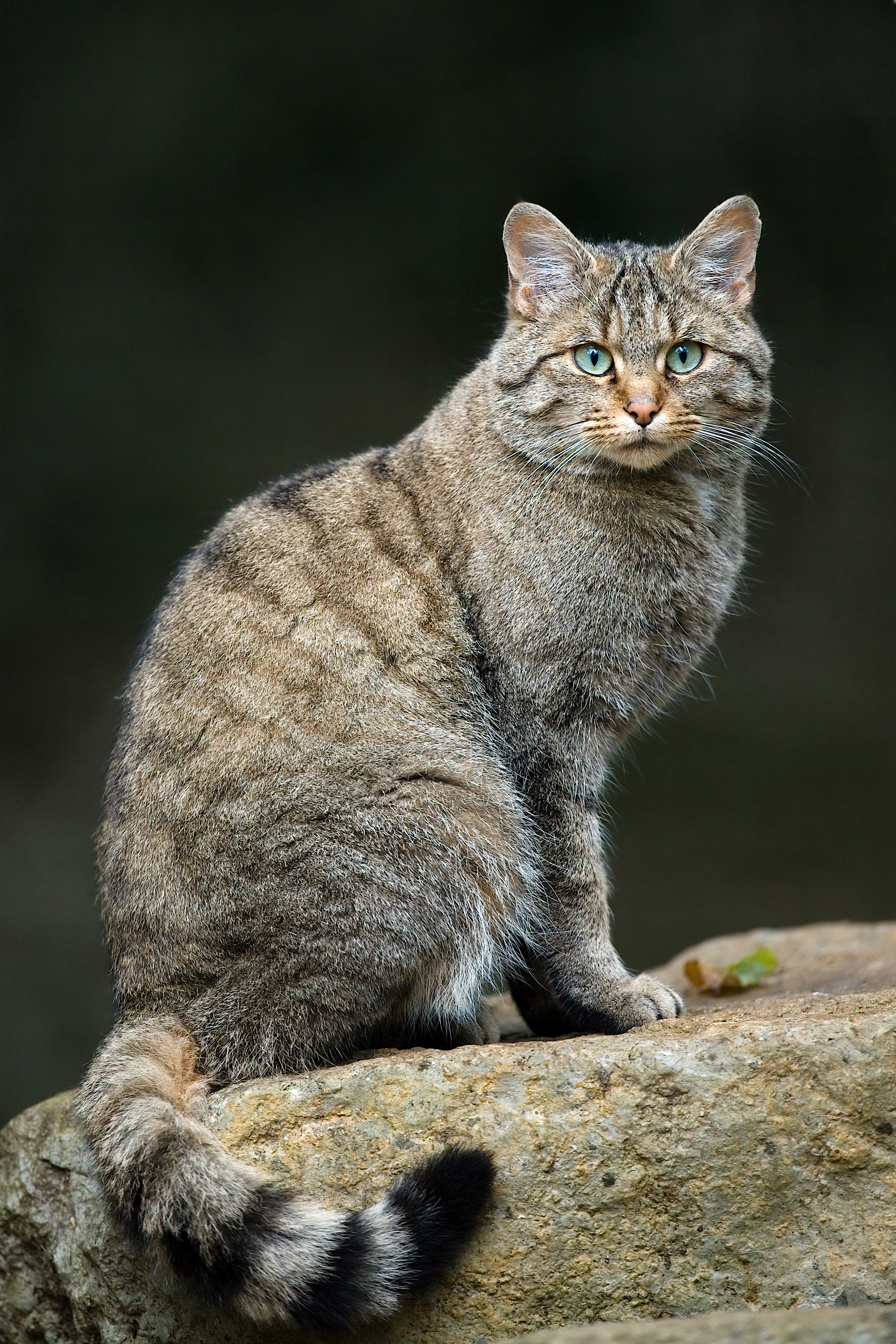 Wildcat - Wikipedia