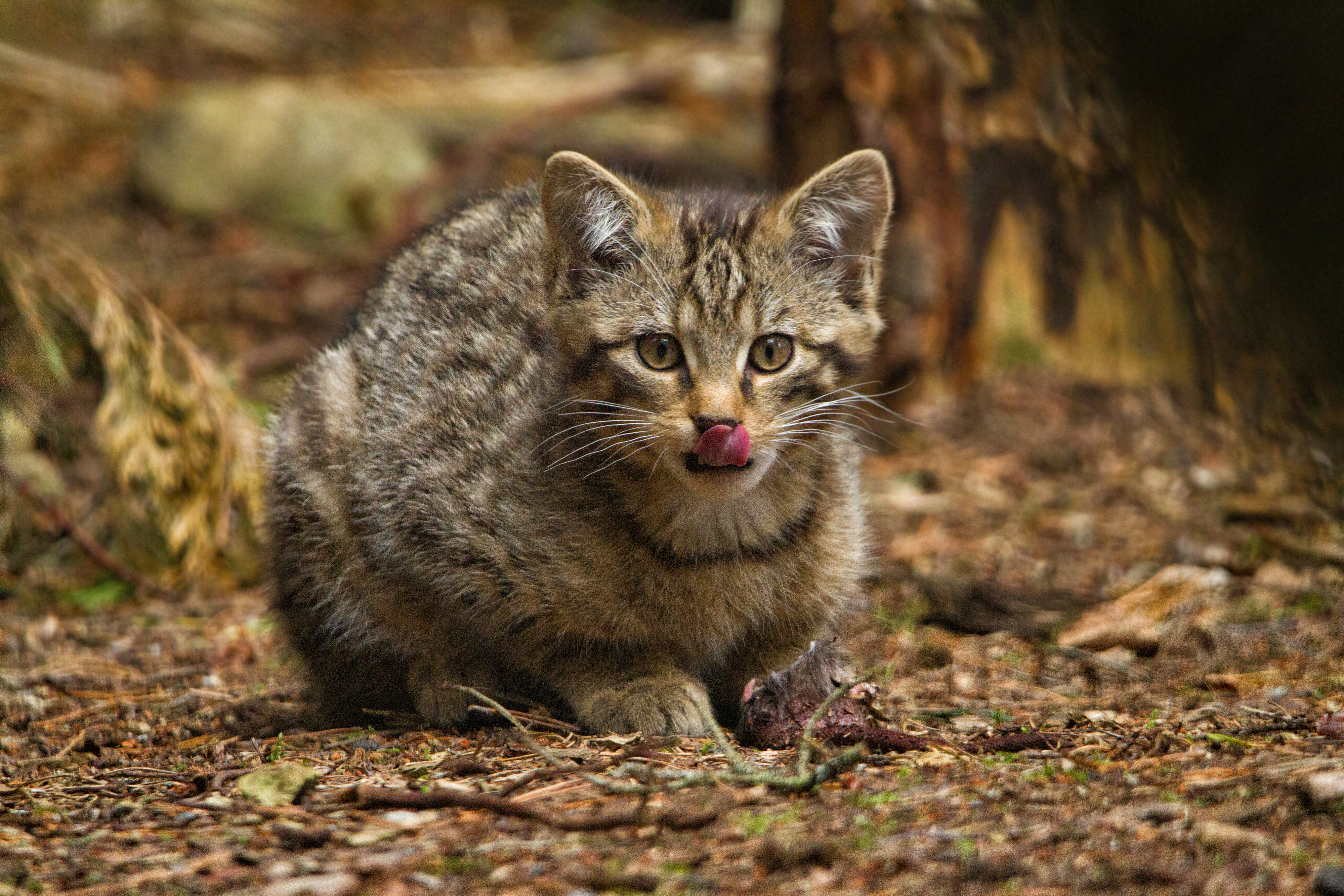See adorable Scottish wildcat kittens which are key to species ...