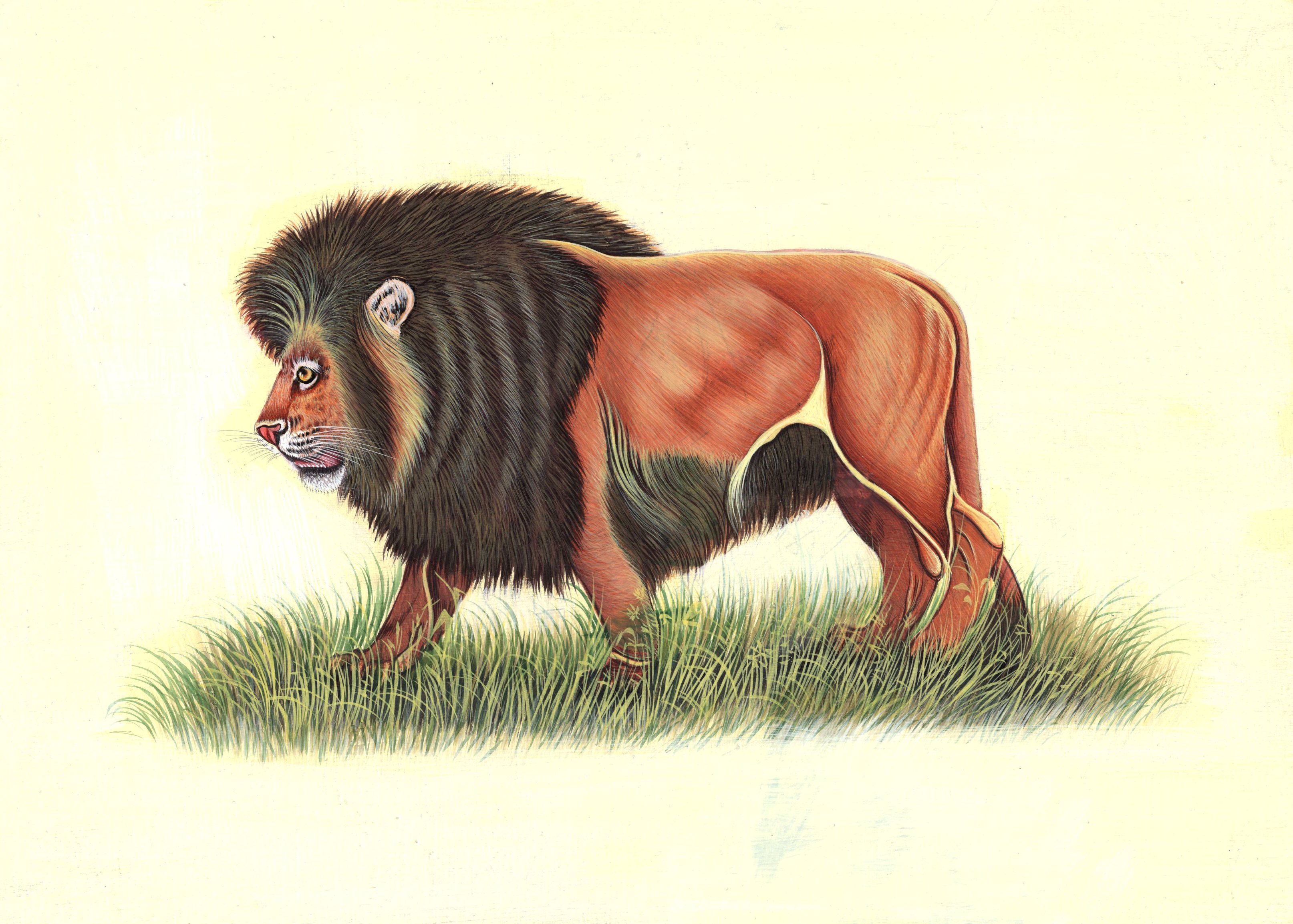 Indian Lion Miniature Painting Handmade Wild Cat Jungle King Animal ...