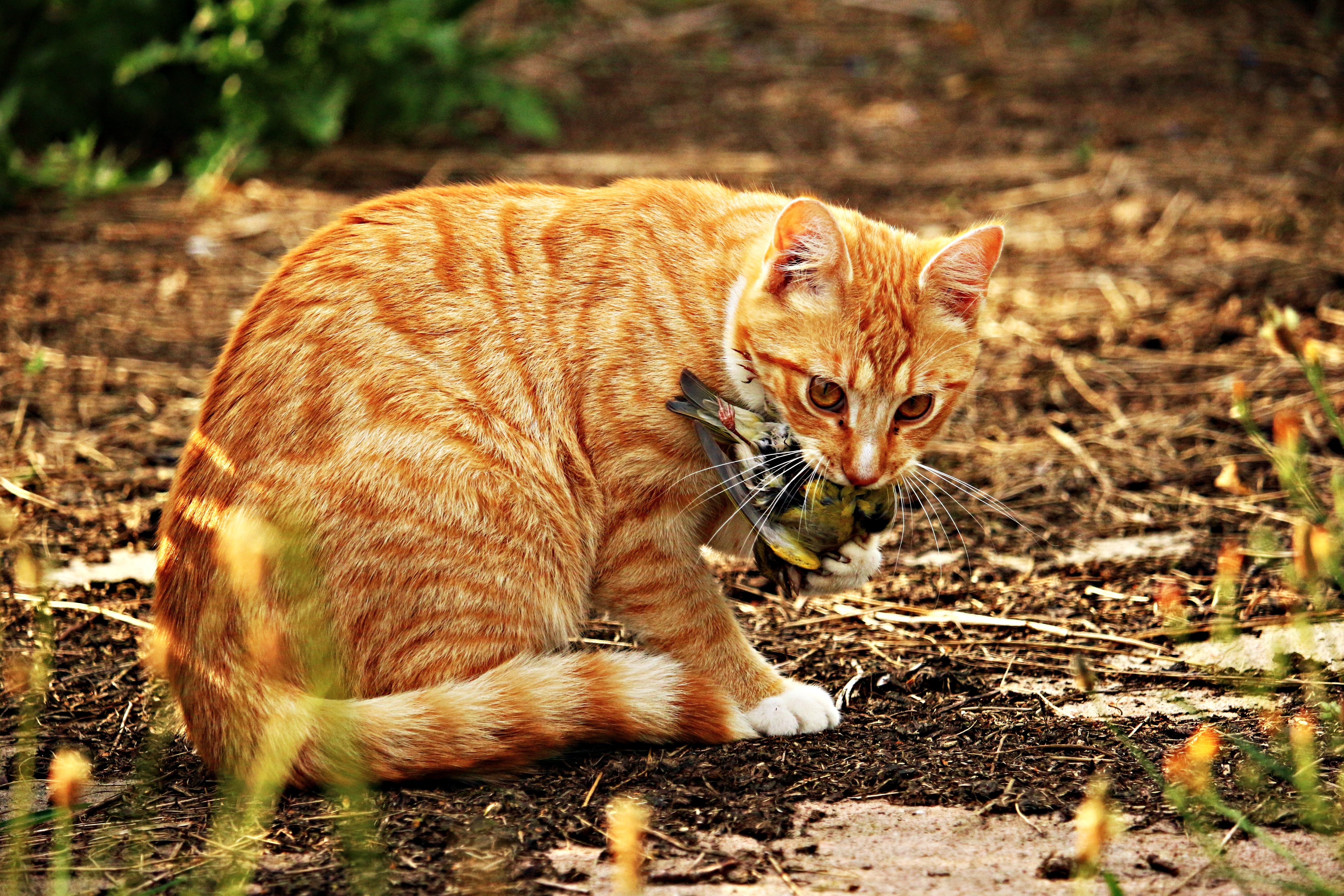 Рыжая полосатая кошка. Макрелевый табби рыжий. Тигровый макрелевый табби рыжий кот. Табби макрель рыжий. Табби макрель тигровый.