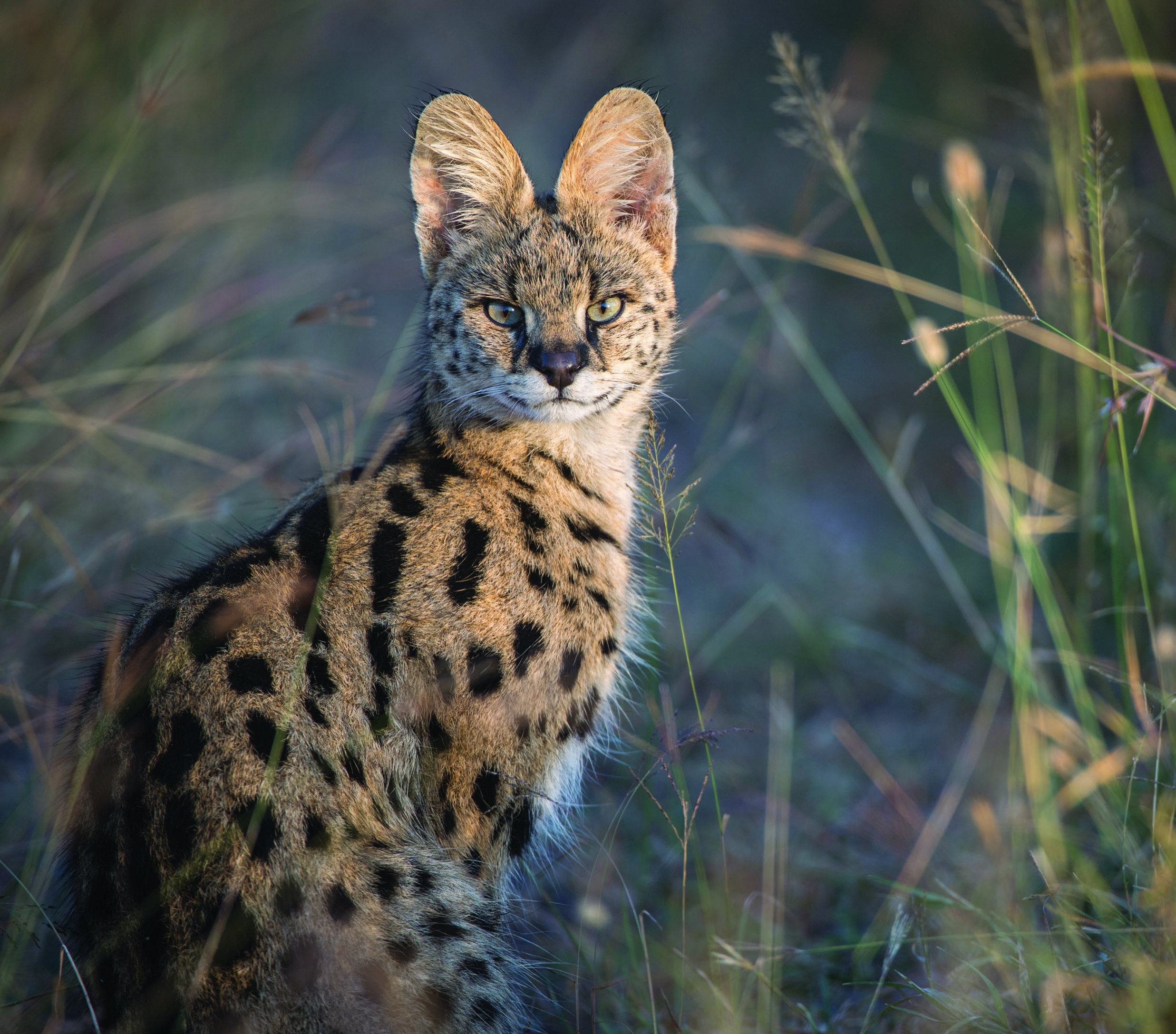 Secrets of the World's 38 Species of Wild Cats – National Geographic ...