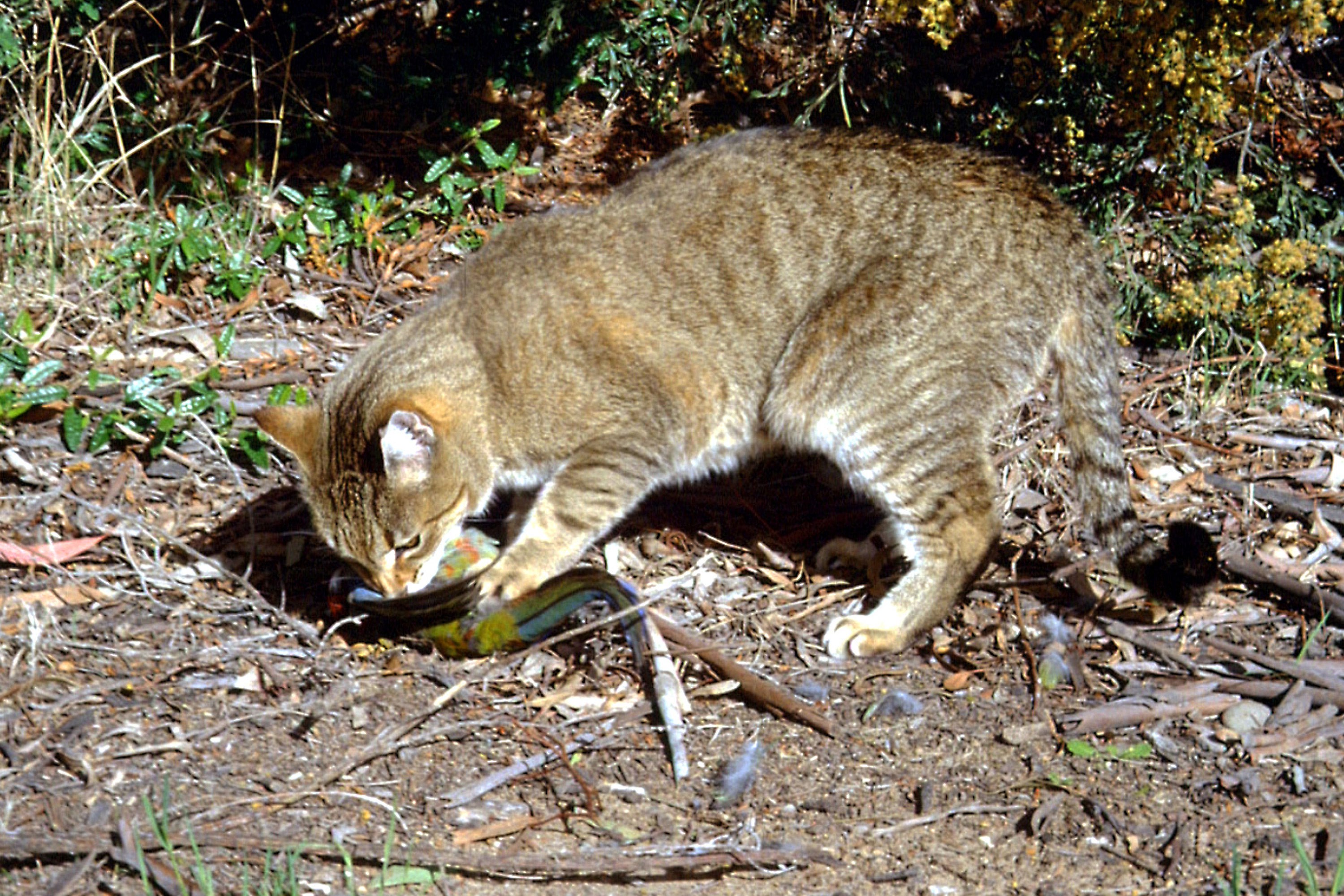 Australia is overrun with feral cats