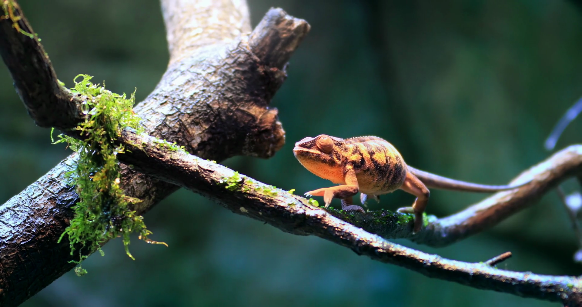 4K natural video of wild Chameleon lizard on branch in forest ...