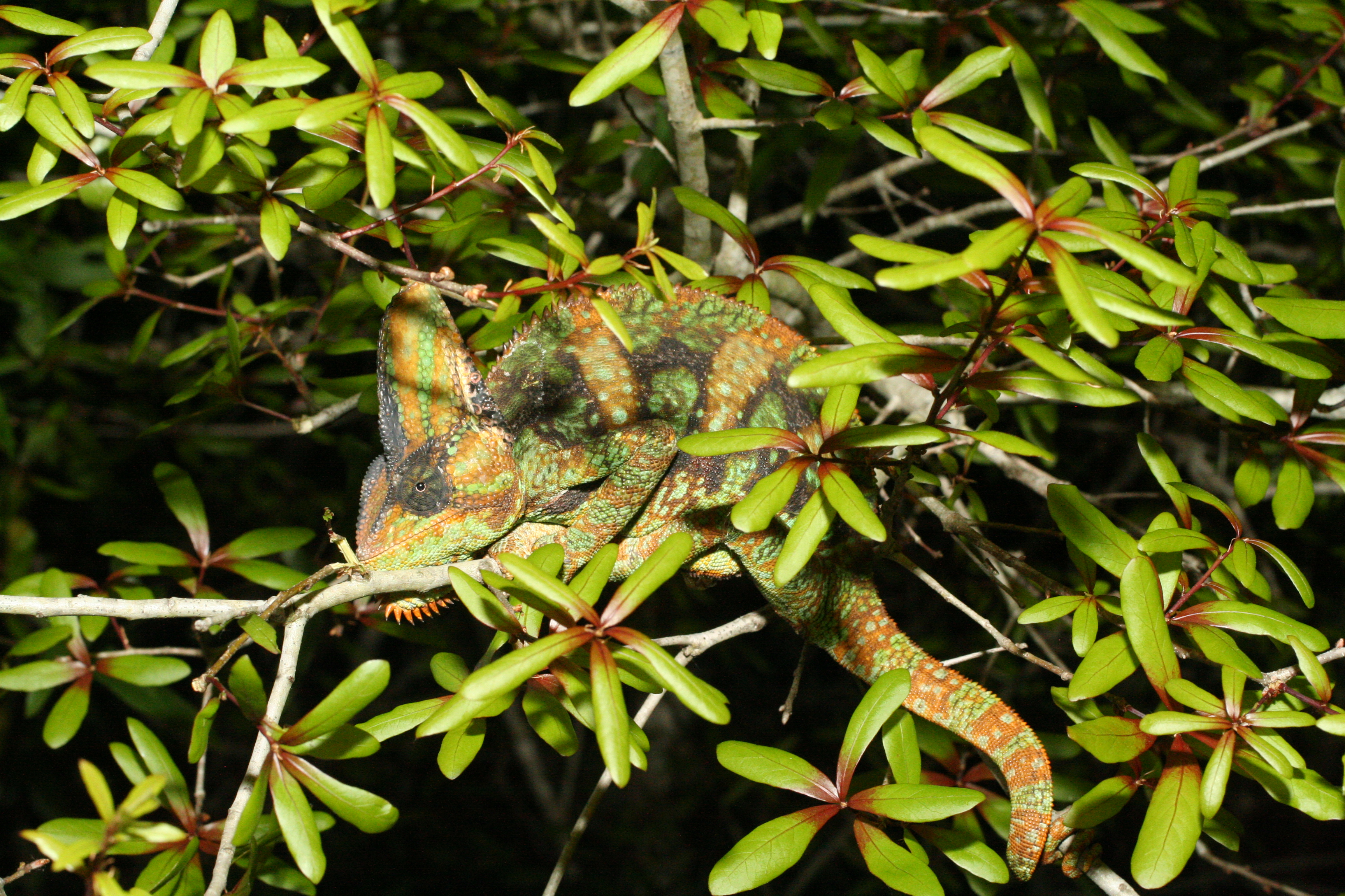 Chameleons - Everglades CISMA