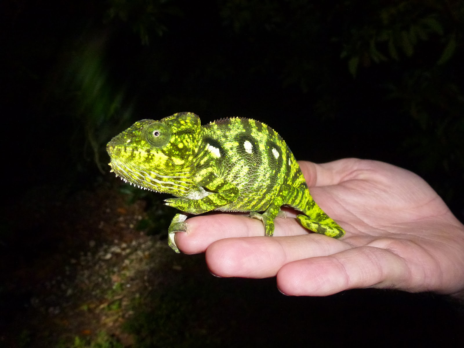 the adventures of US: Wild Oustalet's Chameleons in South Florida