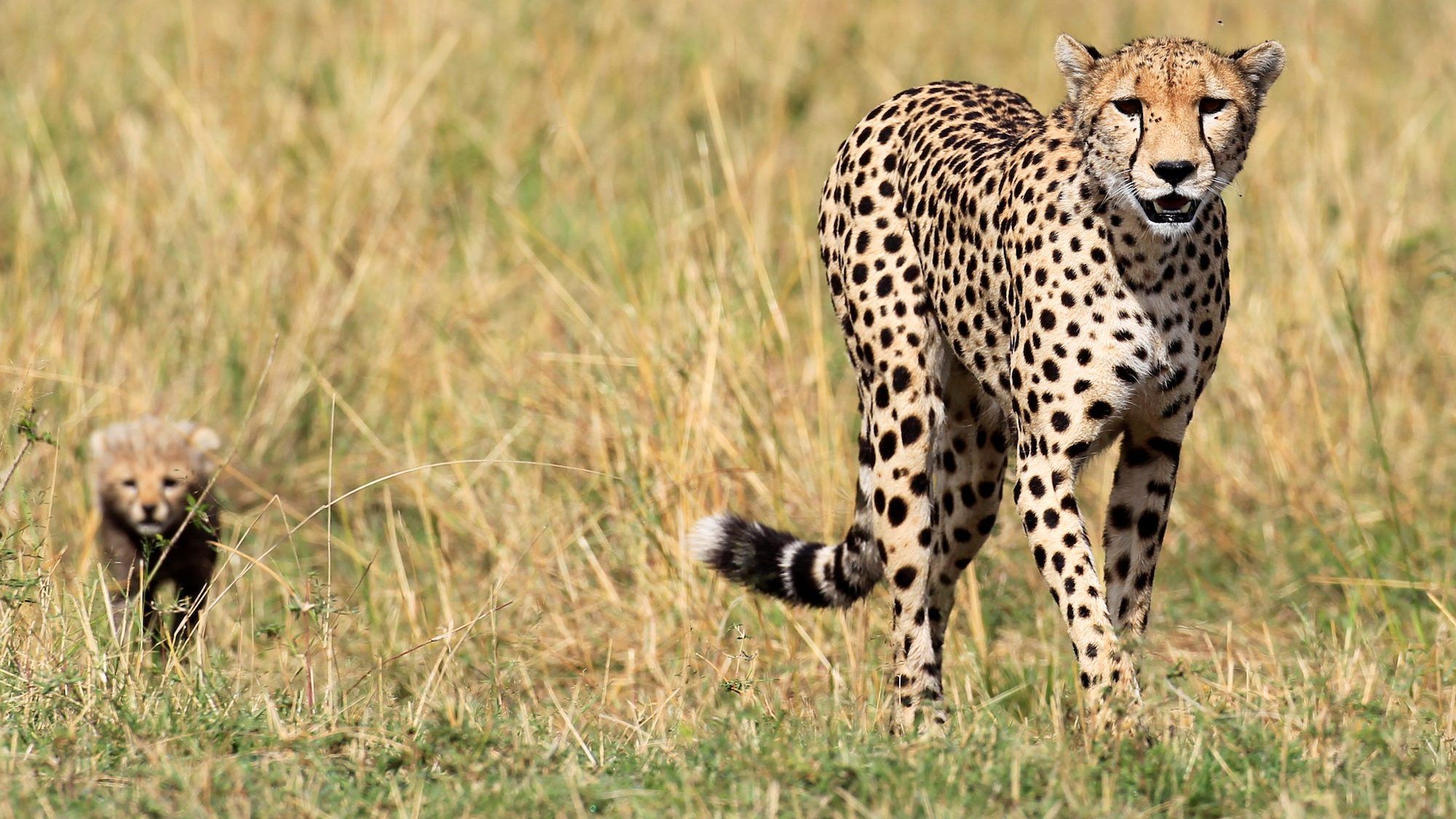 There are only 7,100 cheetahs left in the world — Quartz