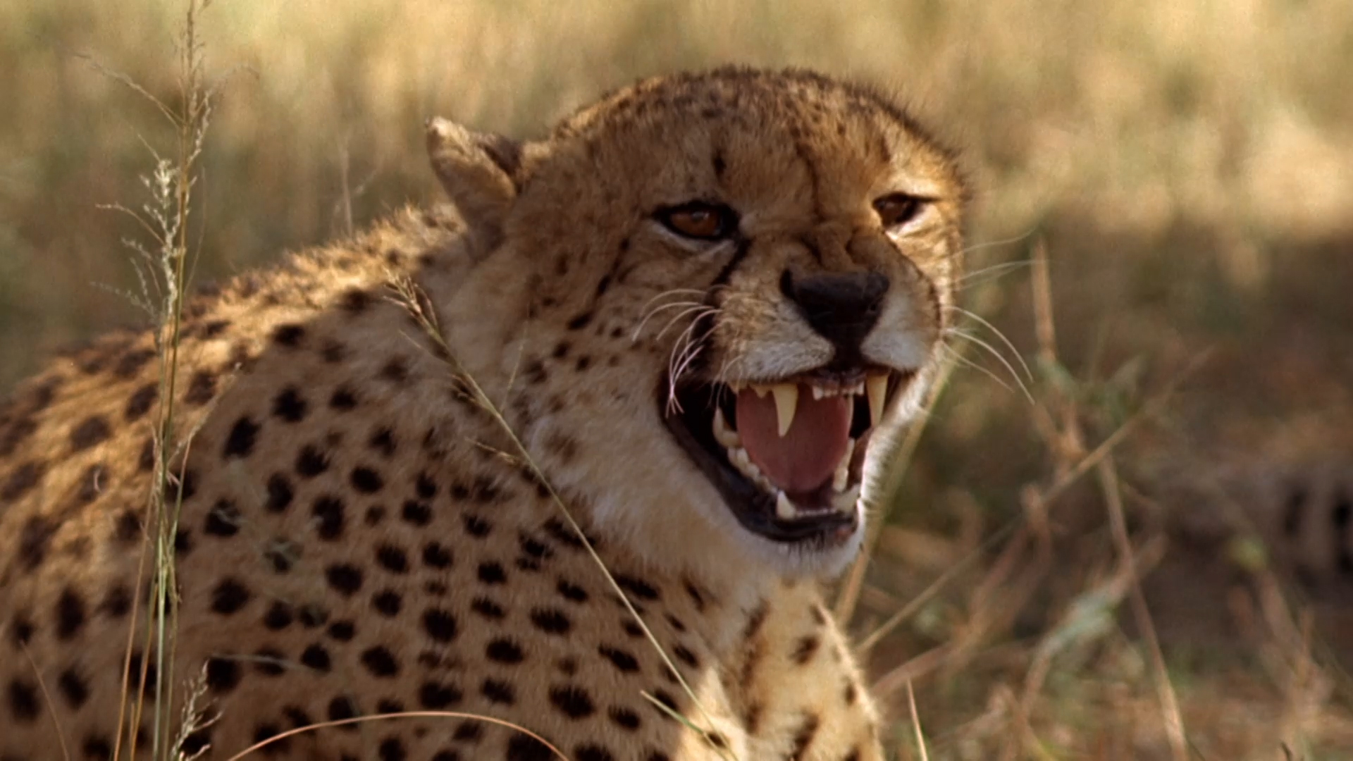 A Cheetah Brawl - Big Cat Week Video - National Geographic Channel