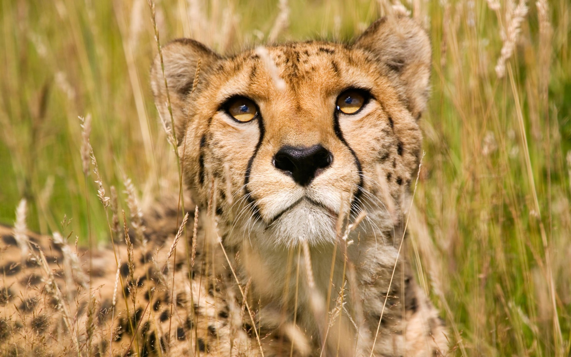 Wild Cheetah #6935131