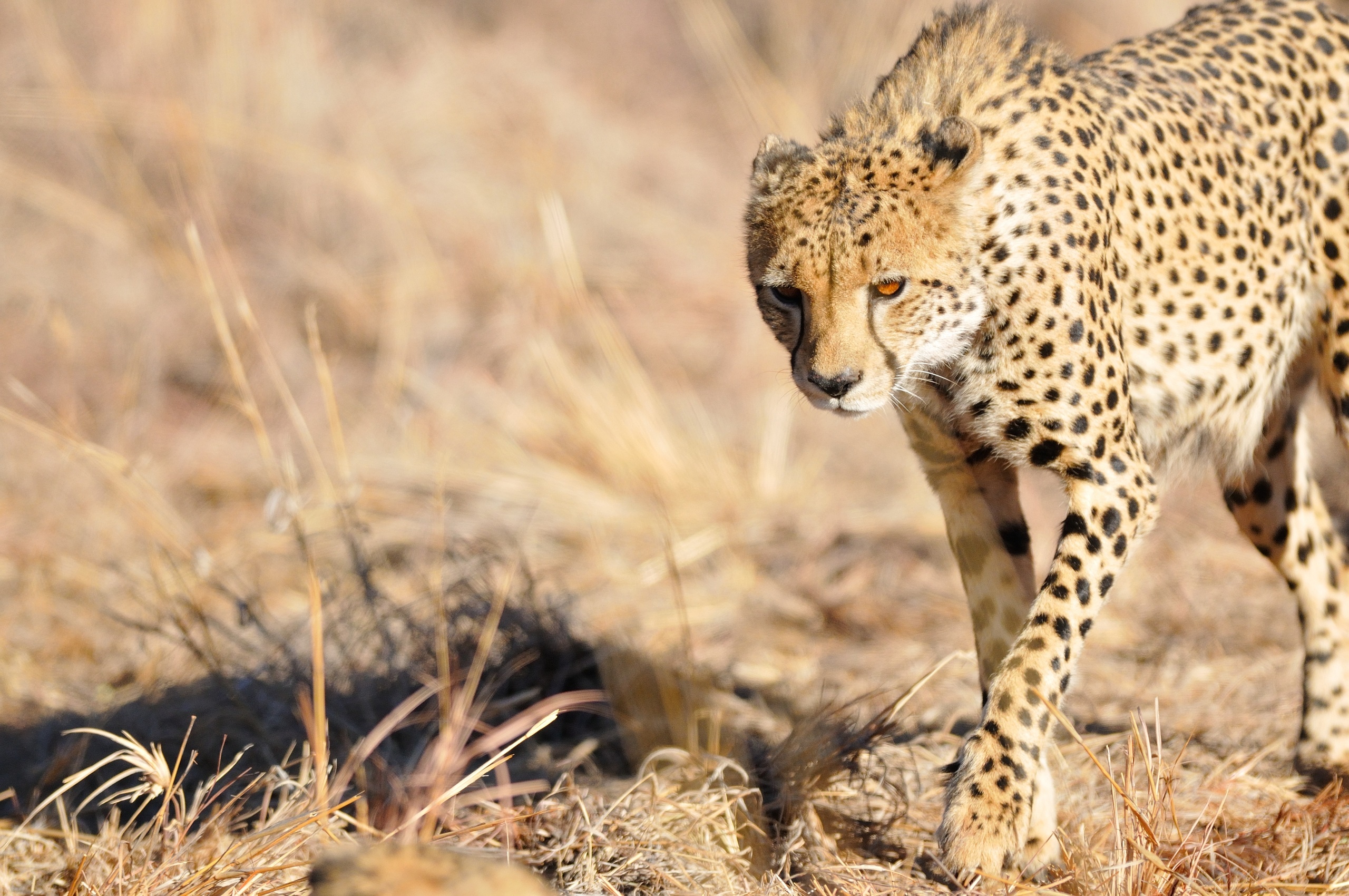 Wild cheetah photo