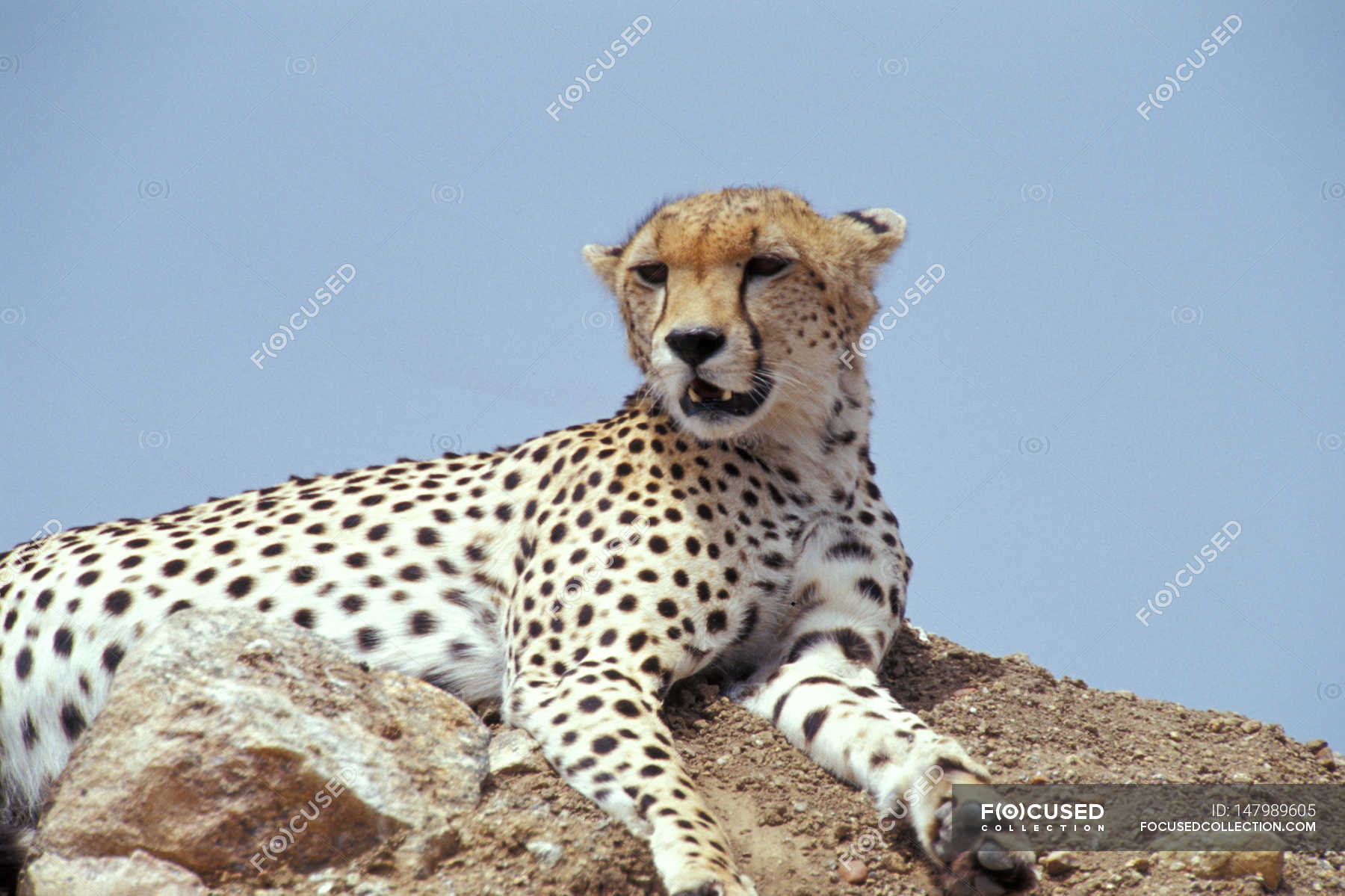 Wild cheetah in habitat — Stock Photo | #147989605