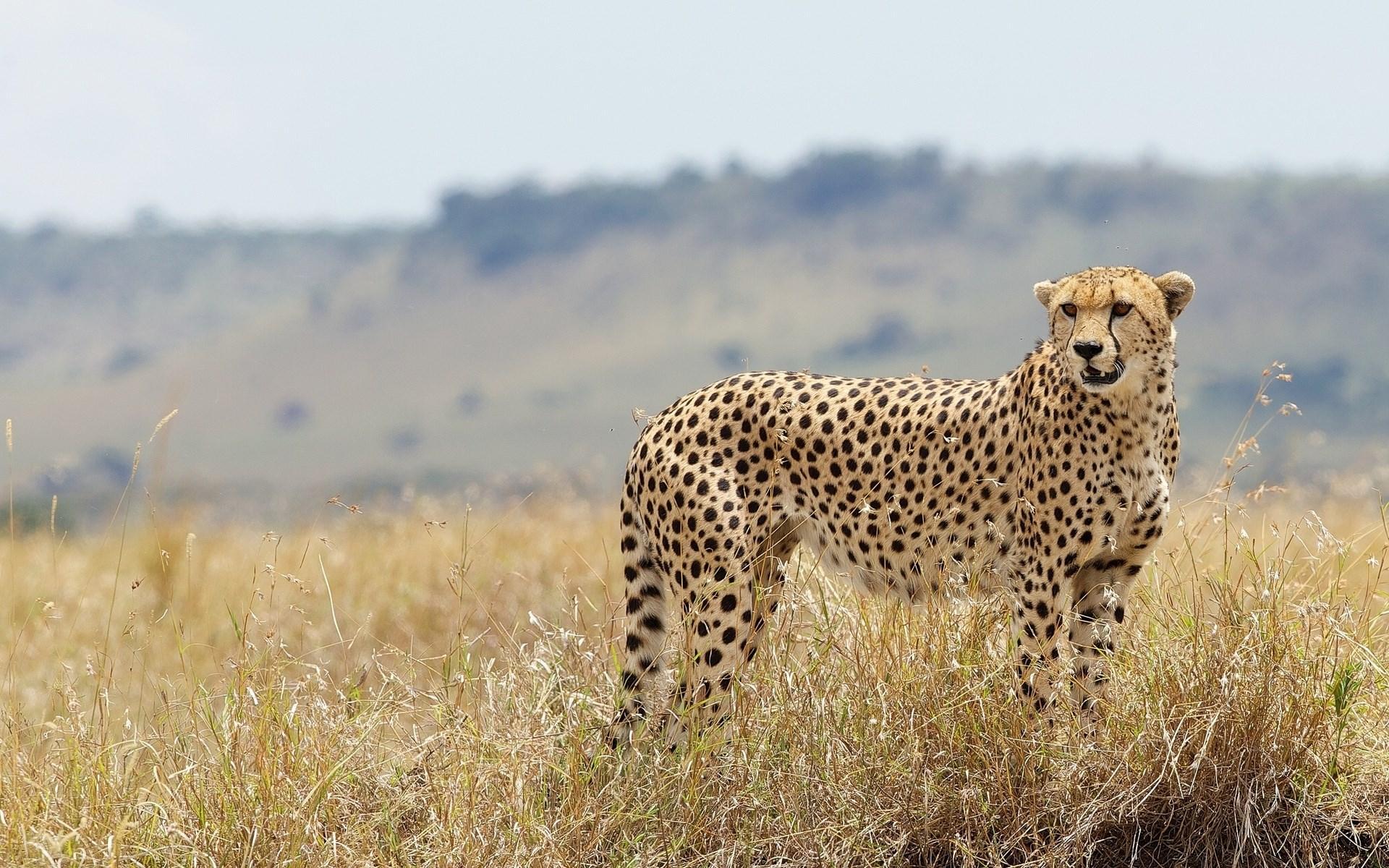 Cheetah Wild Cat Nature HD desktop wallpaper : Widescreen : High ...