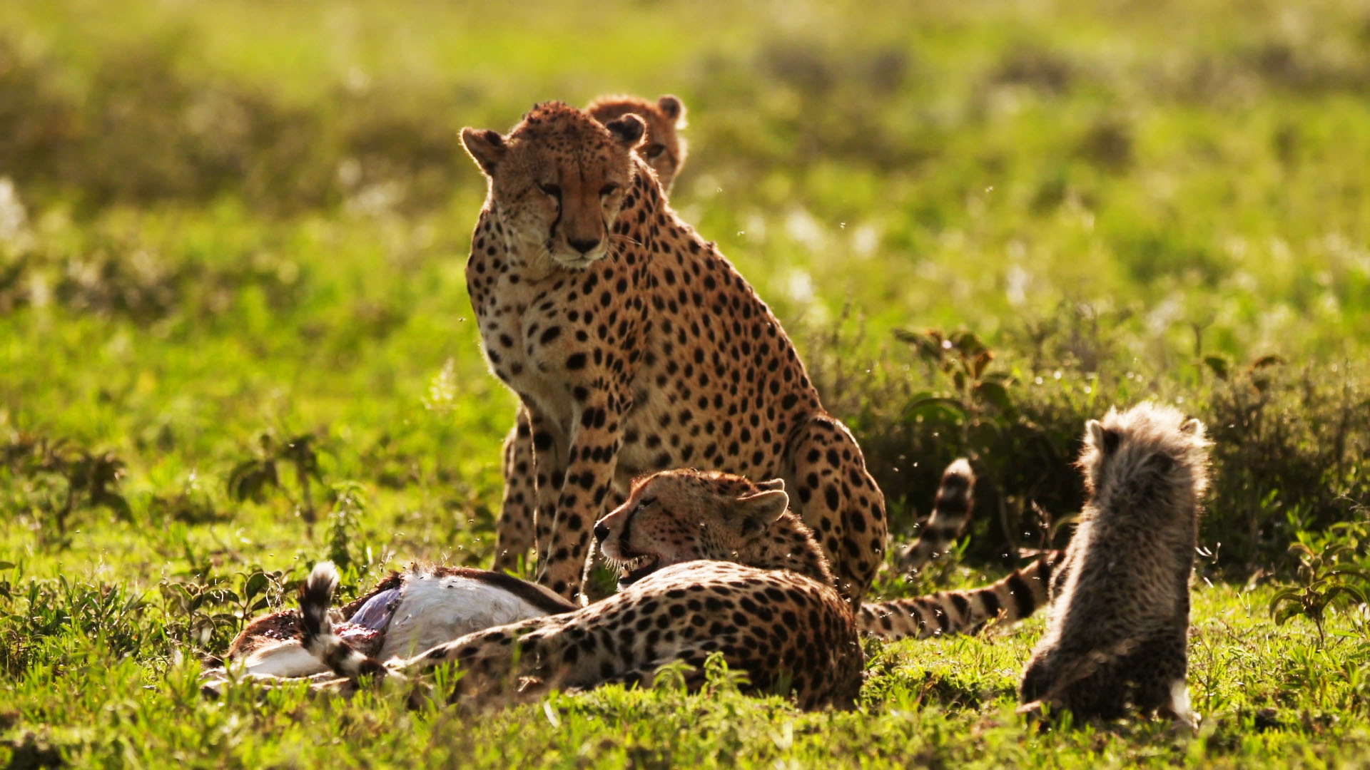 A Cheetah Intruder - Destination Wild Video - National Geographic ...