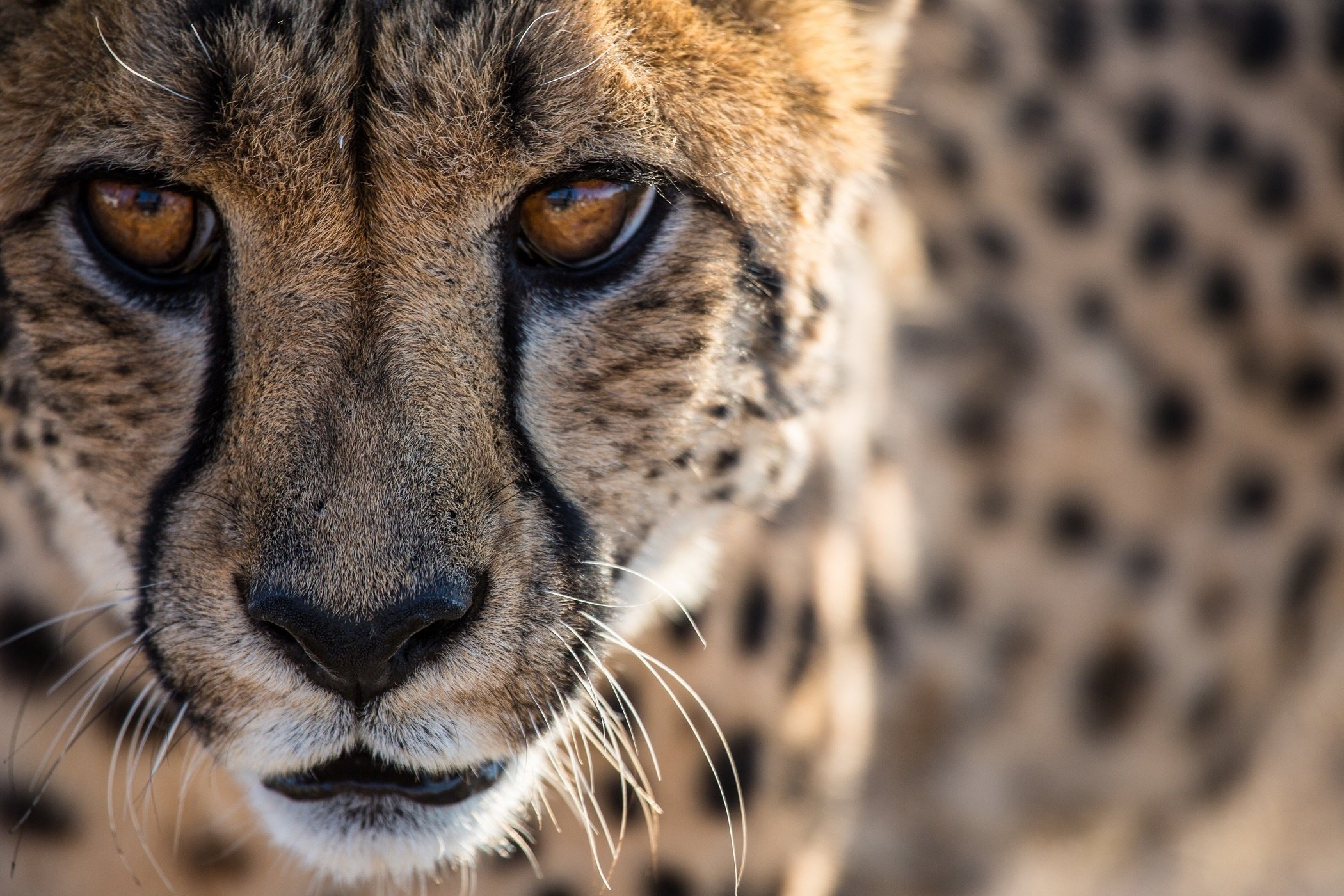 Cheetah wild cat predator face wallpaper | 2100x1400 | 505718 ...