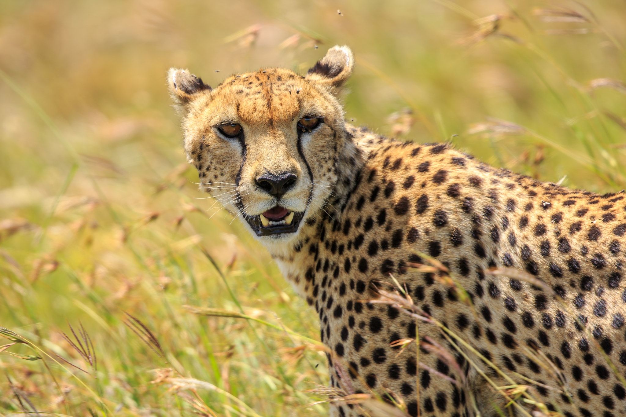 Up close to a wild Cheetah - I had the priviledge of capturing this ...