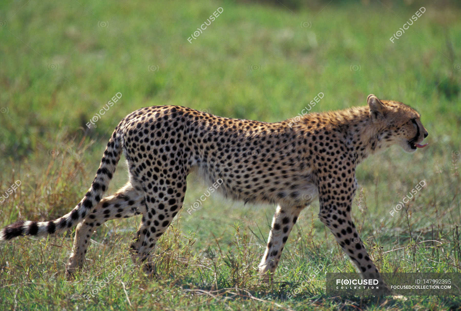 Wild cheetah in habitat — Stock Photo | #147992395