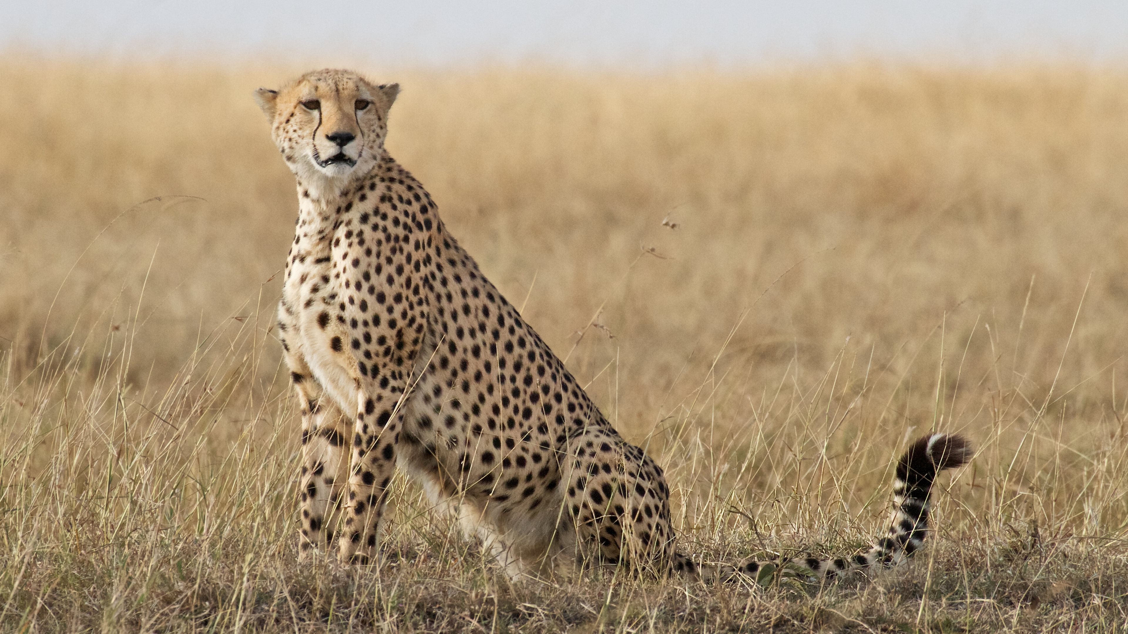 Top 76 Cheetah Wallpaper - HD Animal Spot