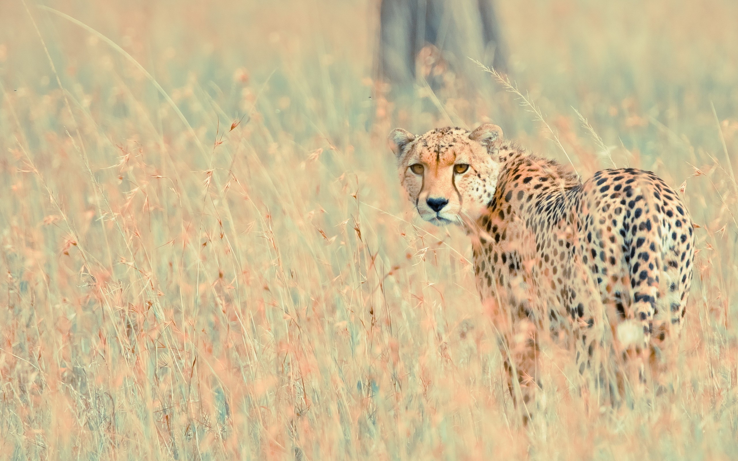 Wild Cheetah wallpapers | Wild Cheetah stock photos