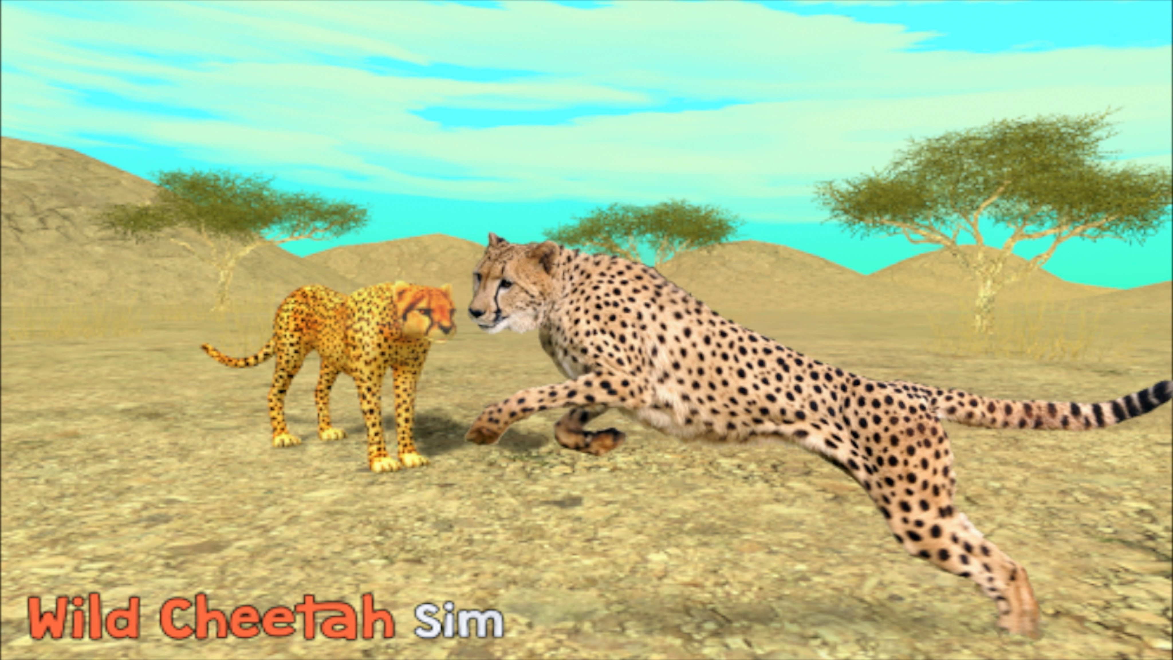 Wild cheetah photo