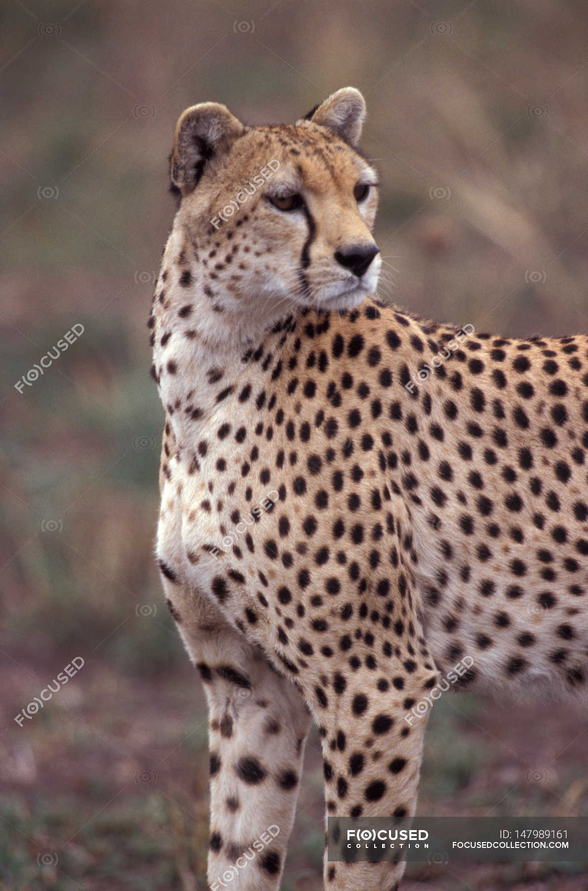 Wild cheetah in habitat — Stock Photo | #147989161