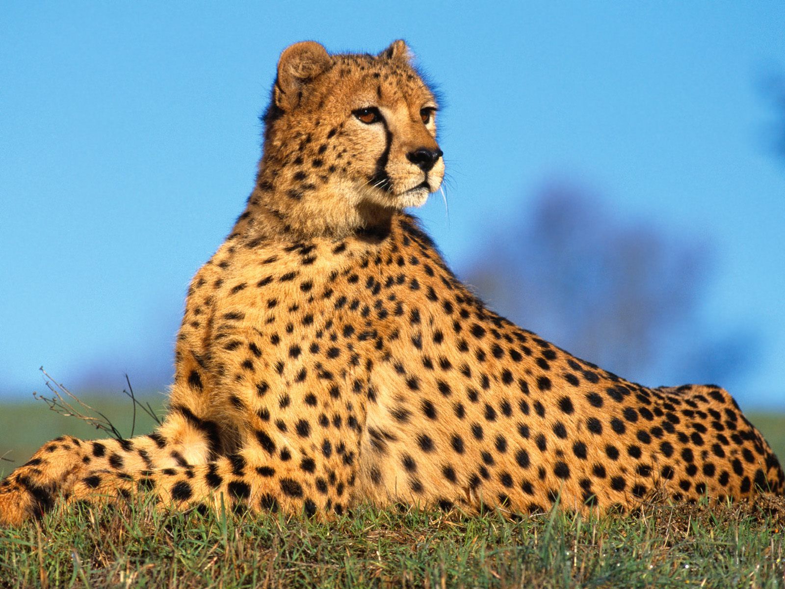 Cheetah | the cheetah s paws have semi retractable claws known only ...