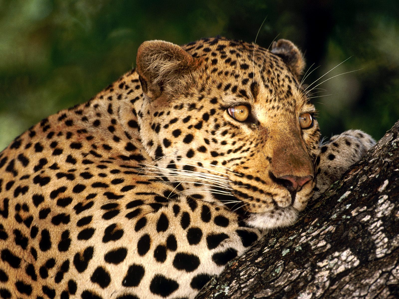Download desktop wallpaper Animals in the wild cheetah