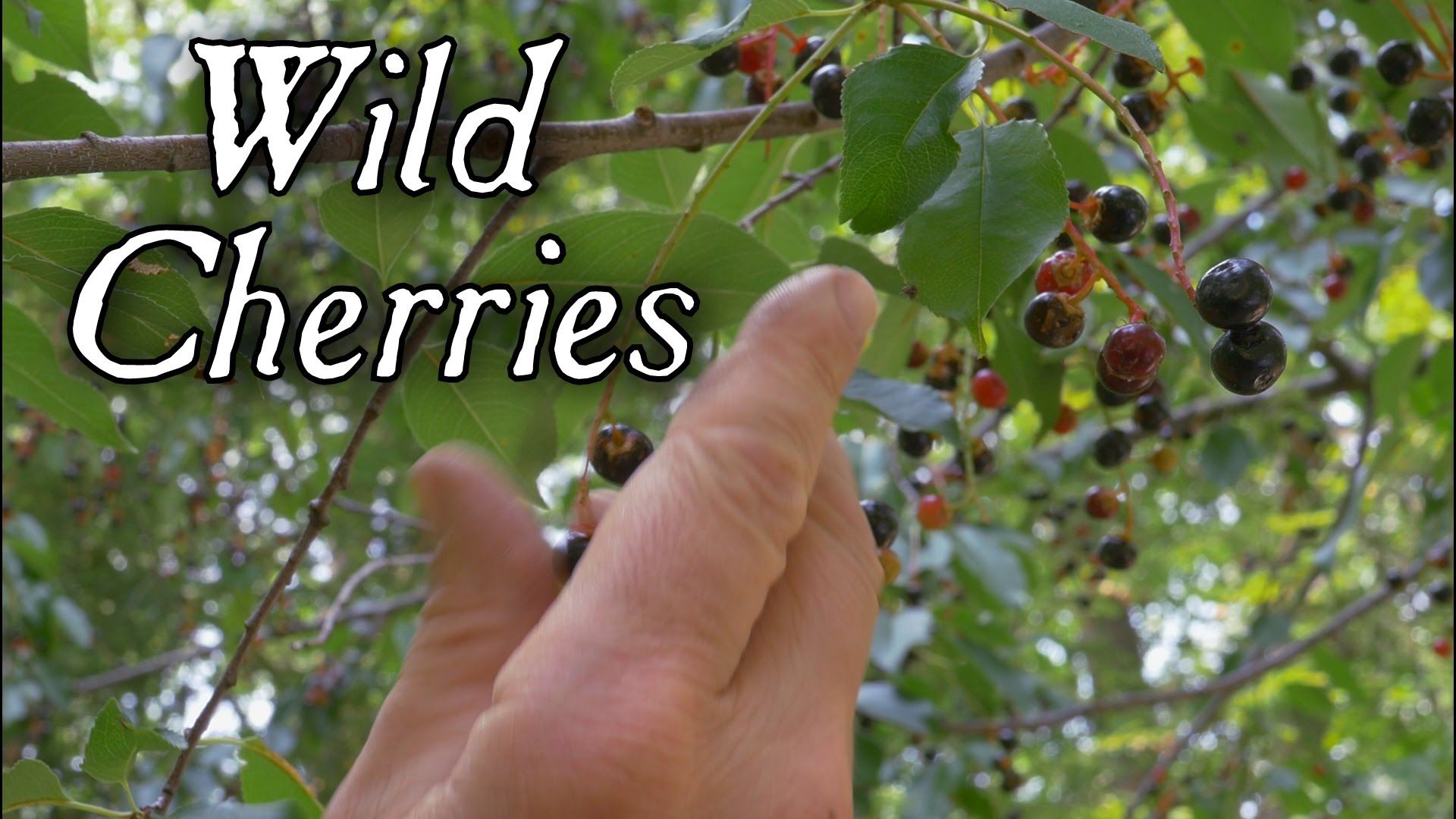Wild Cherries 18th Century Cooking with Jas Townsend and Son S4E15 ...