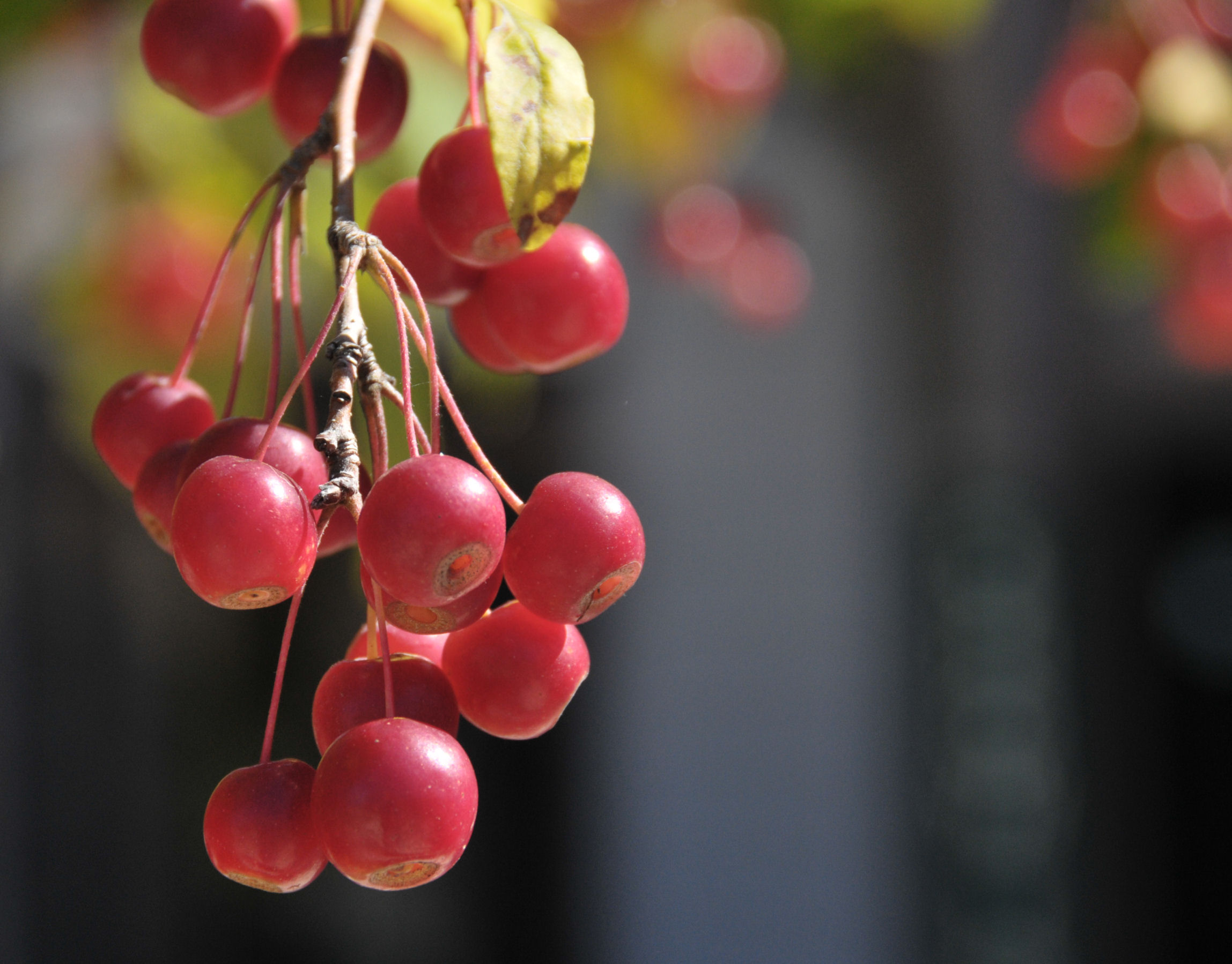 File:Wild cherries brown county indiana.jpg - Wikimedia Commons