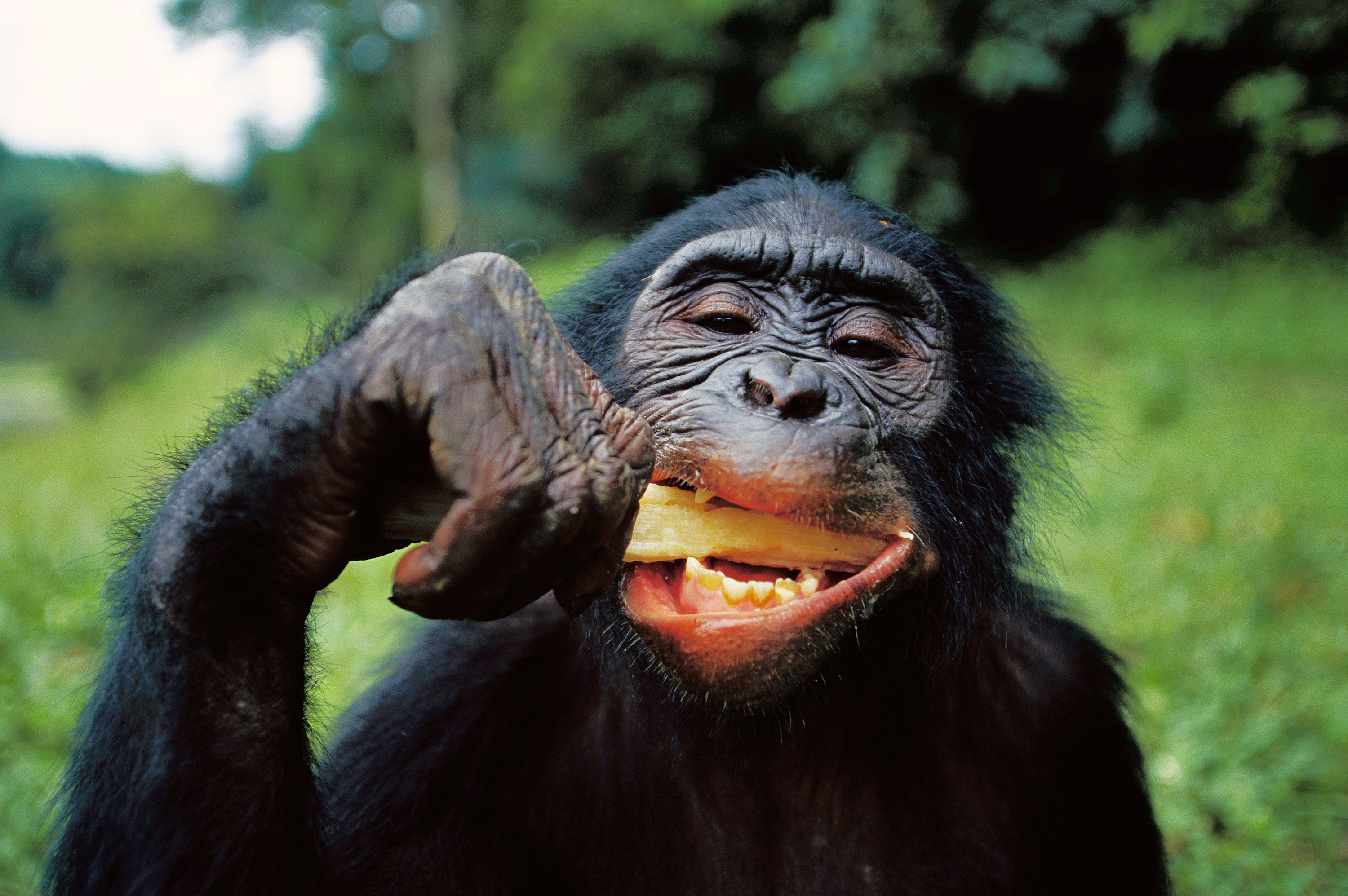 Chimps Can't Cook, But Maybe They'd Like To
