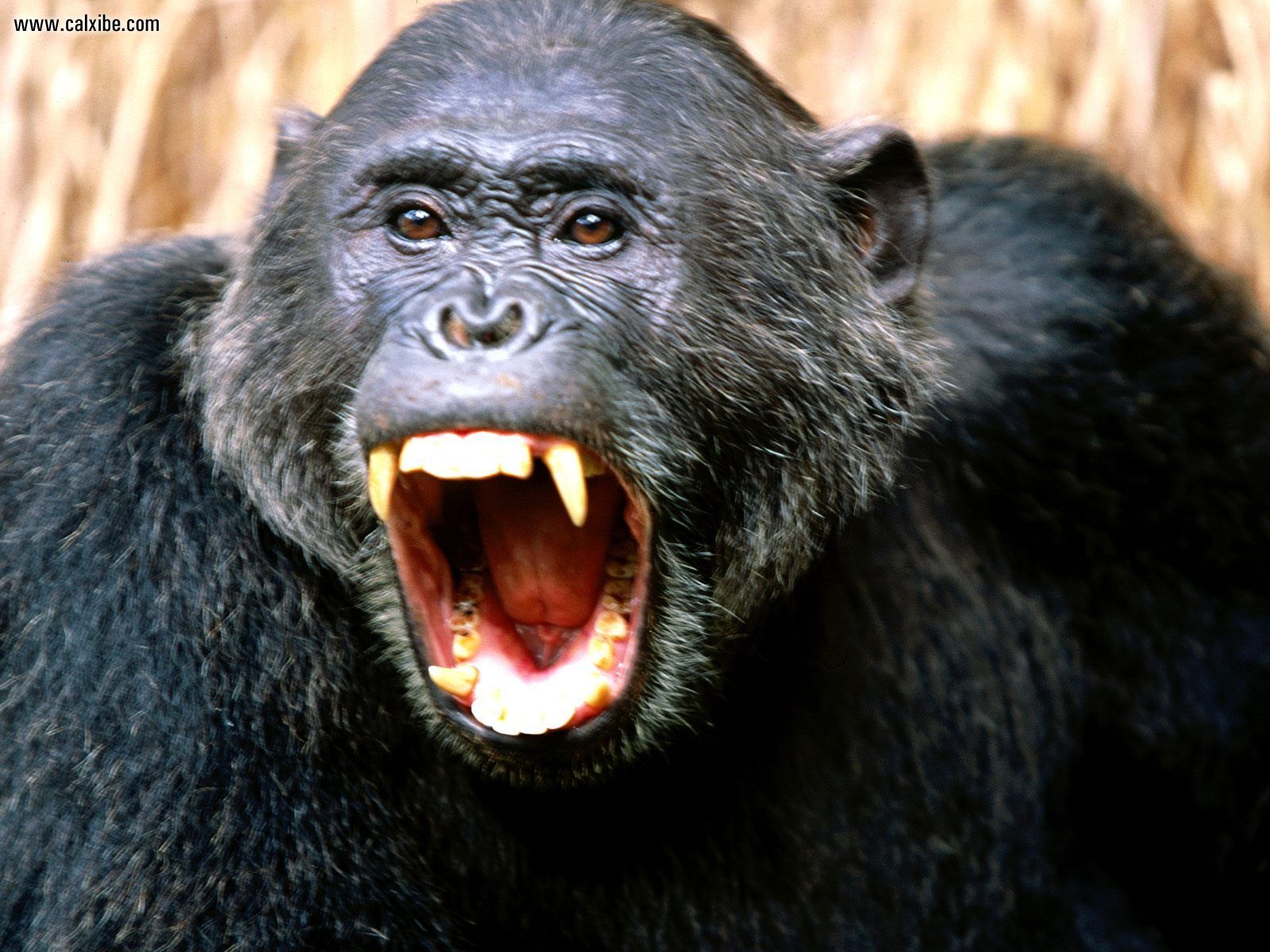 Why Chimpanzees Should Not Be In The Entertainment Industry ...