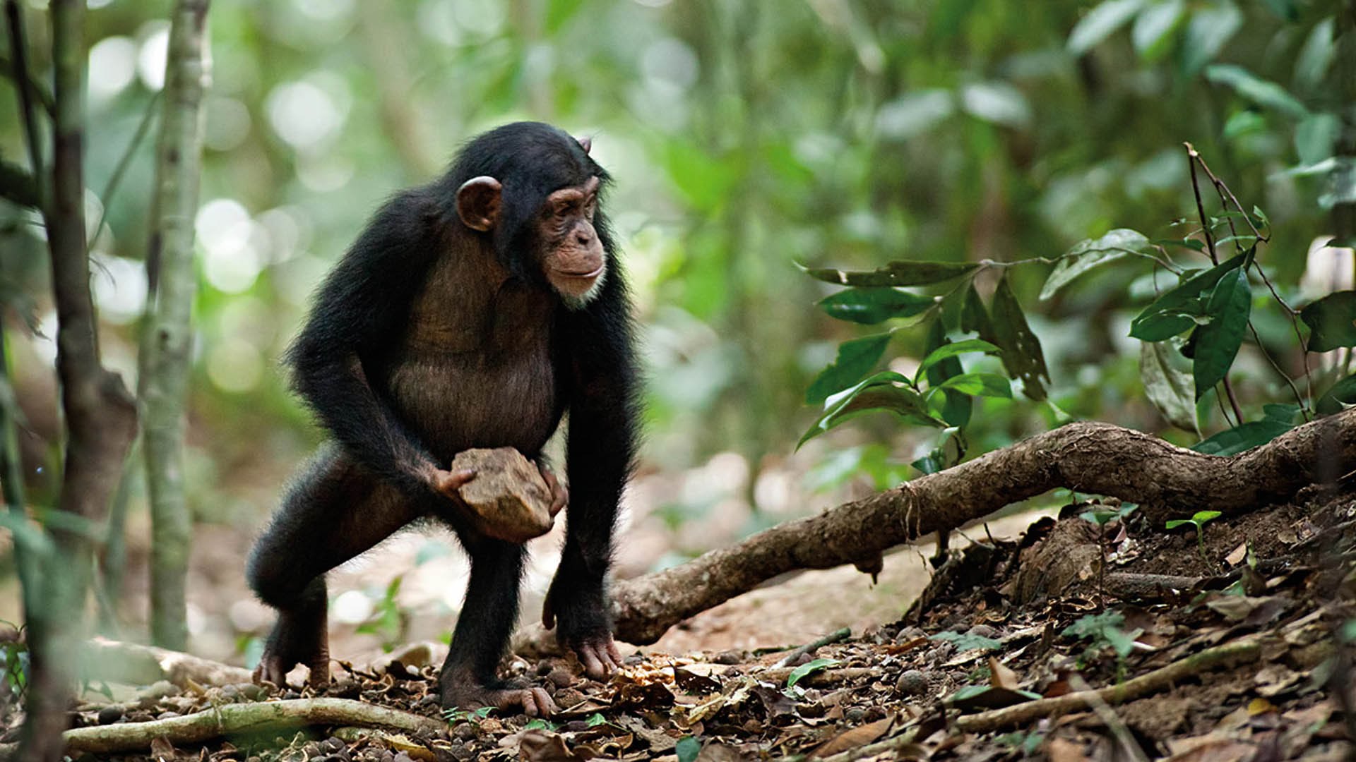 GOMBE - Wilde Schimpansen - wild chimpanzees - TANSANIA - YouTube