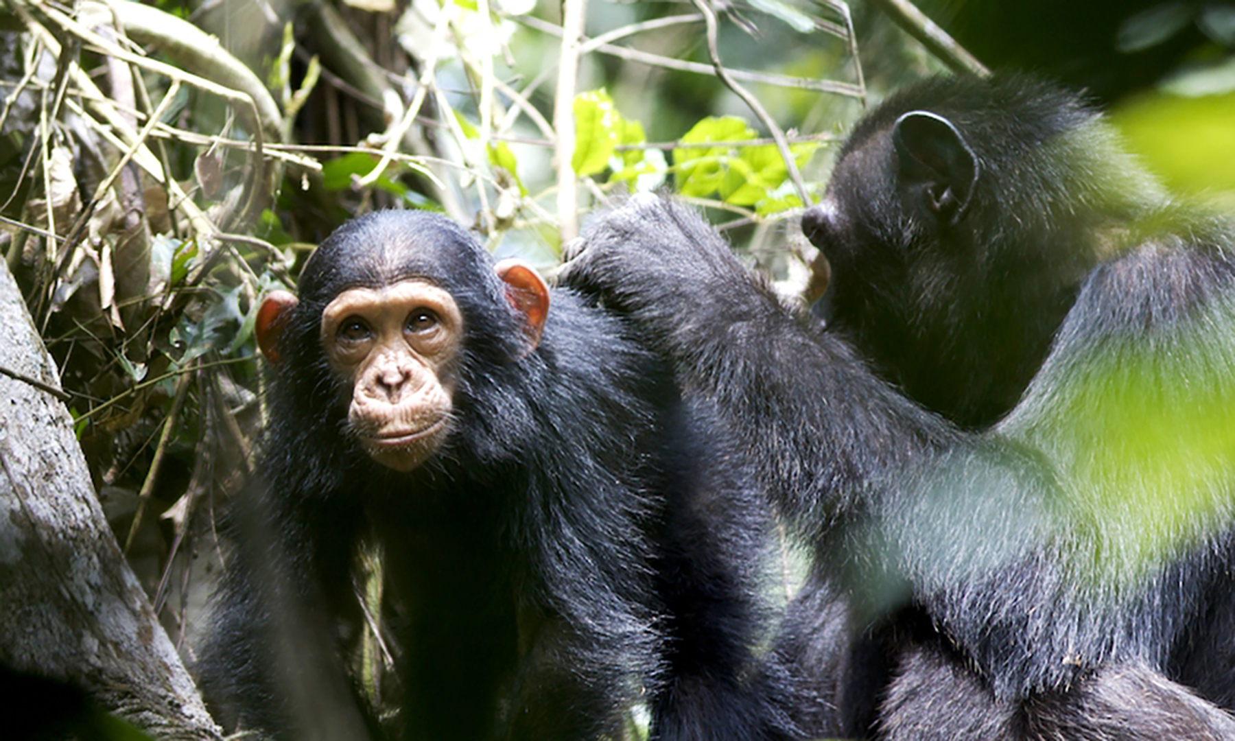 Wild chimpanzee mothers teach young to use tools, video study ...