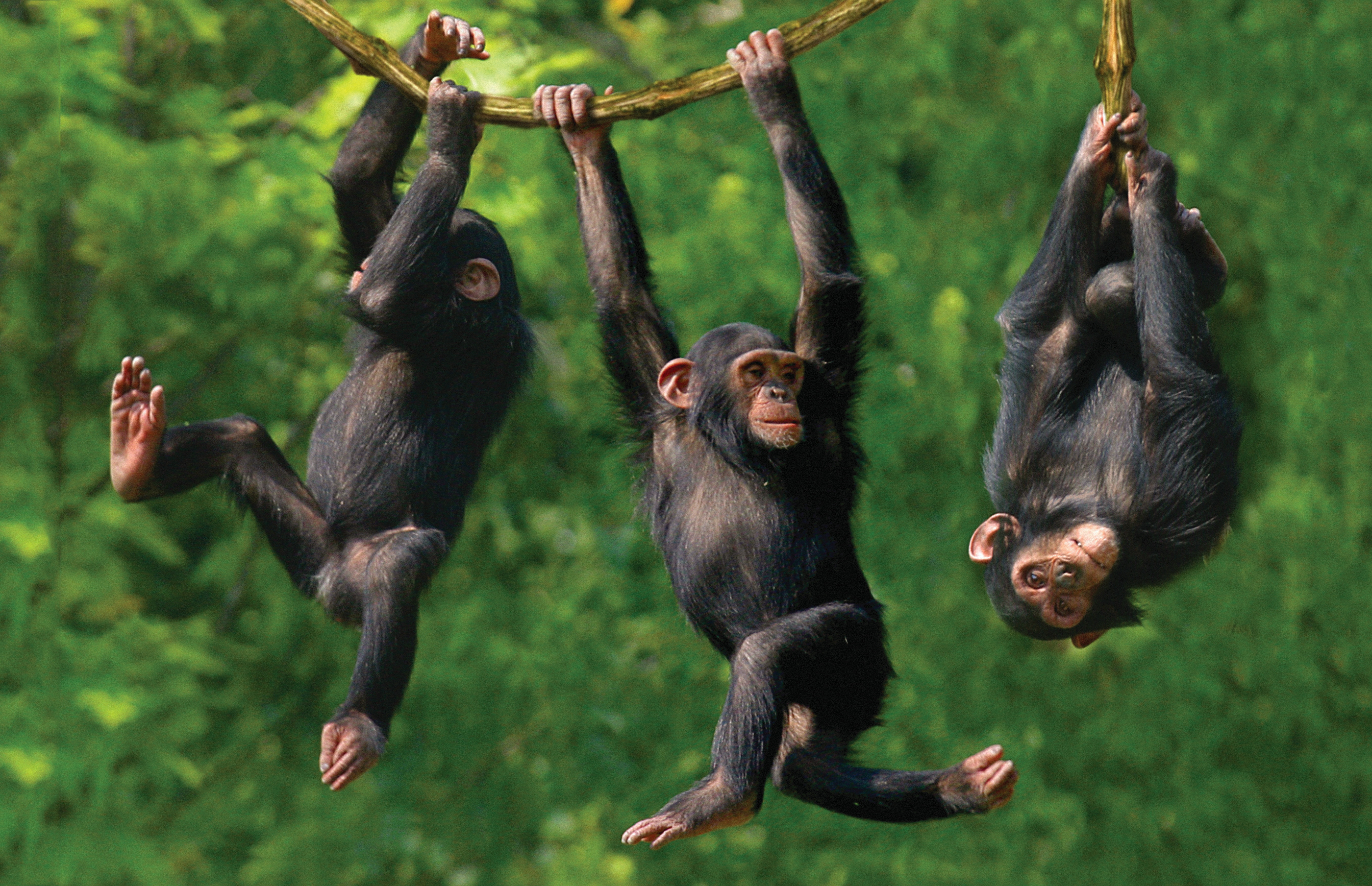 Save the Chimps! | AnimalAnswers.co.uk - Everything you need to know ...