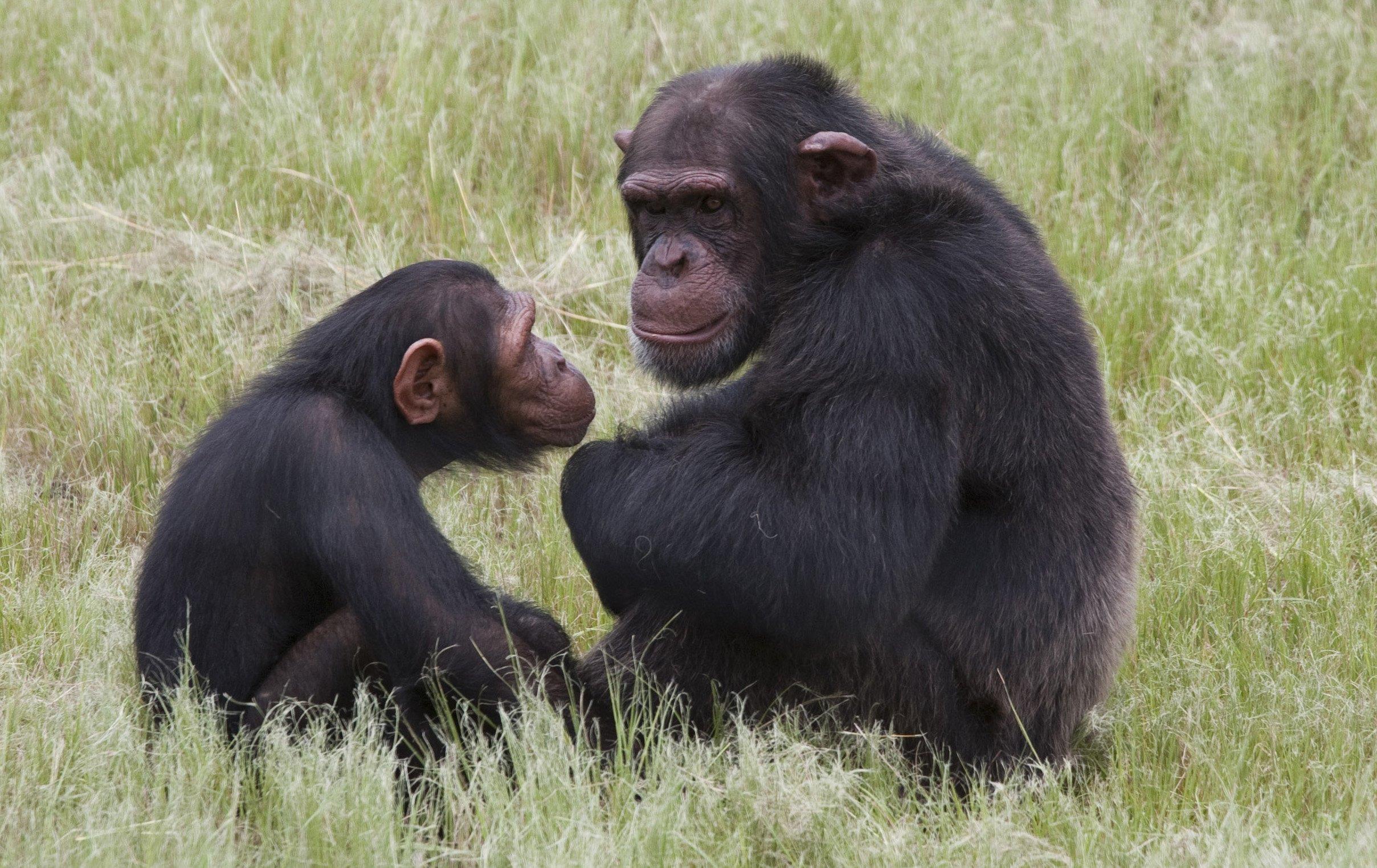 Pet Primates: Chimps Raised by Humans Have Social Problems as Adults ...