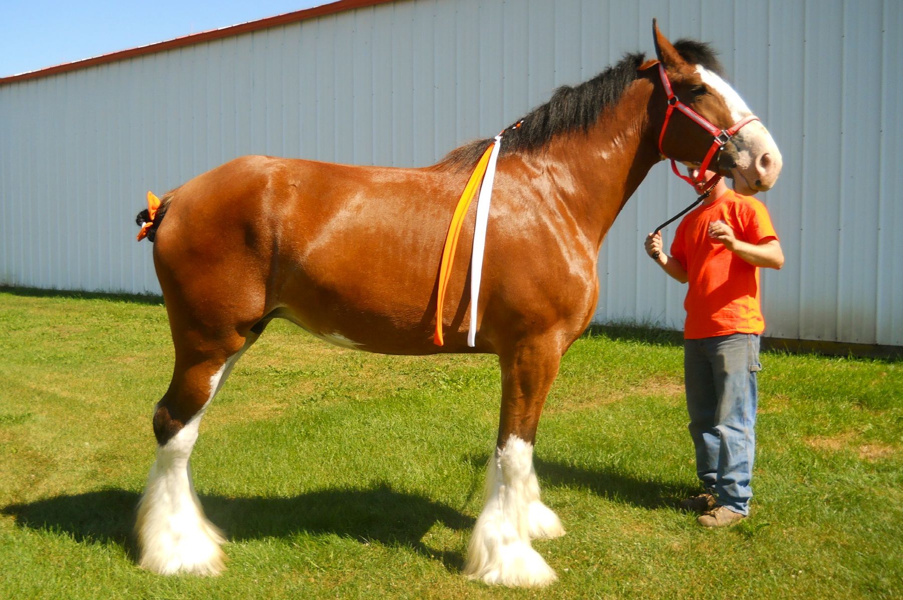 White Clydesdale Horses for Sale | Maplewood Lorna's Louie ...